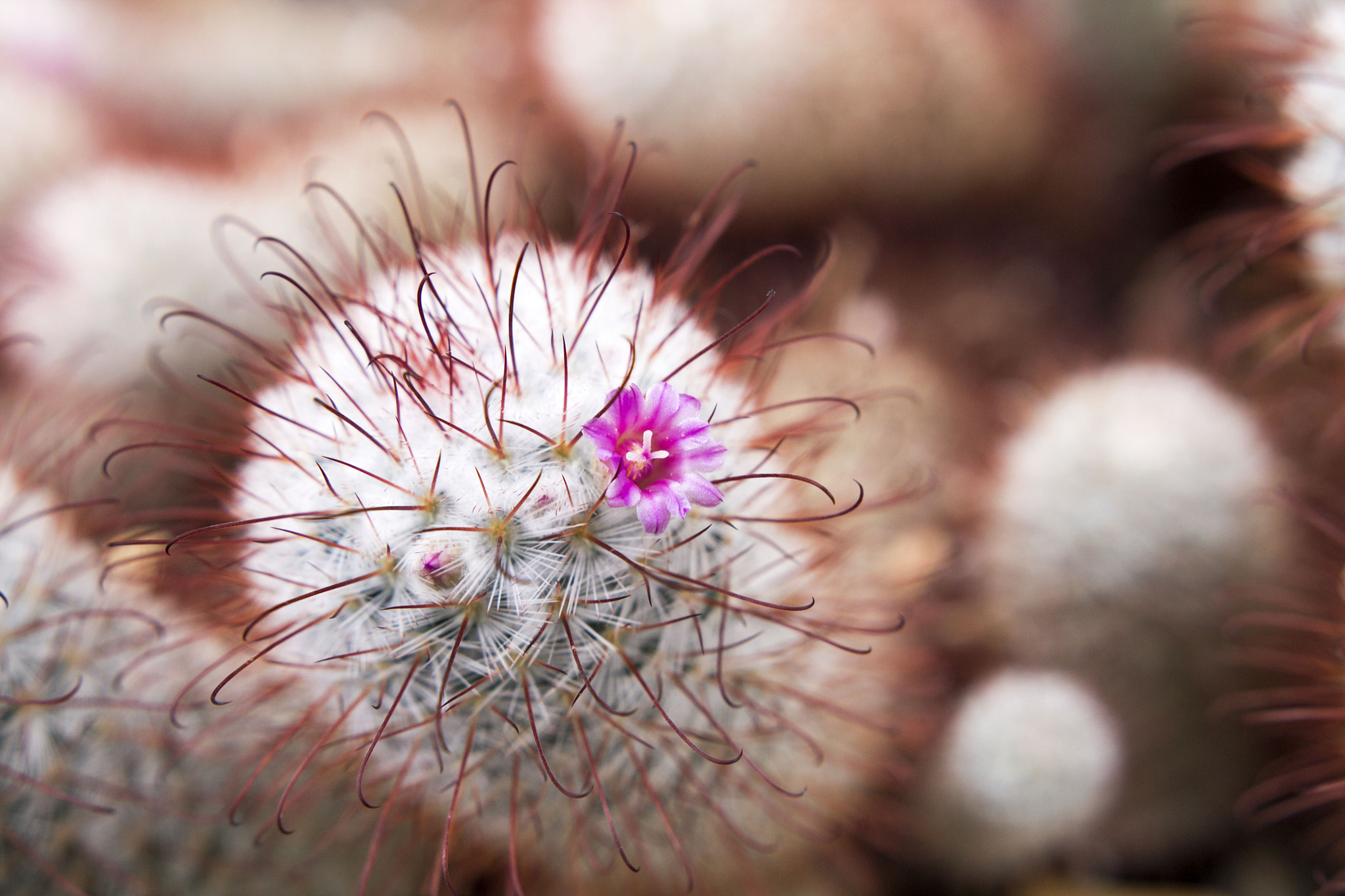 Sigma 18-35mm f/1.8 DC HSM sample photo. The pink flower photography