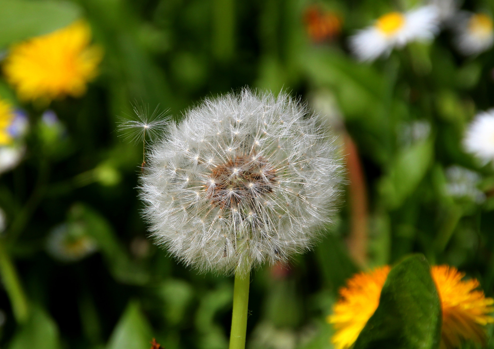 Canon EOS 550D (EOS Rebel T2i / EOS Kiss X4) + Canon 18-270mm sample photo. Brush of dandelion 4 photography