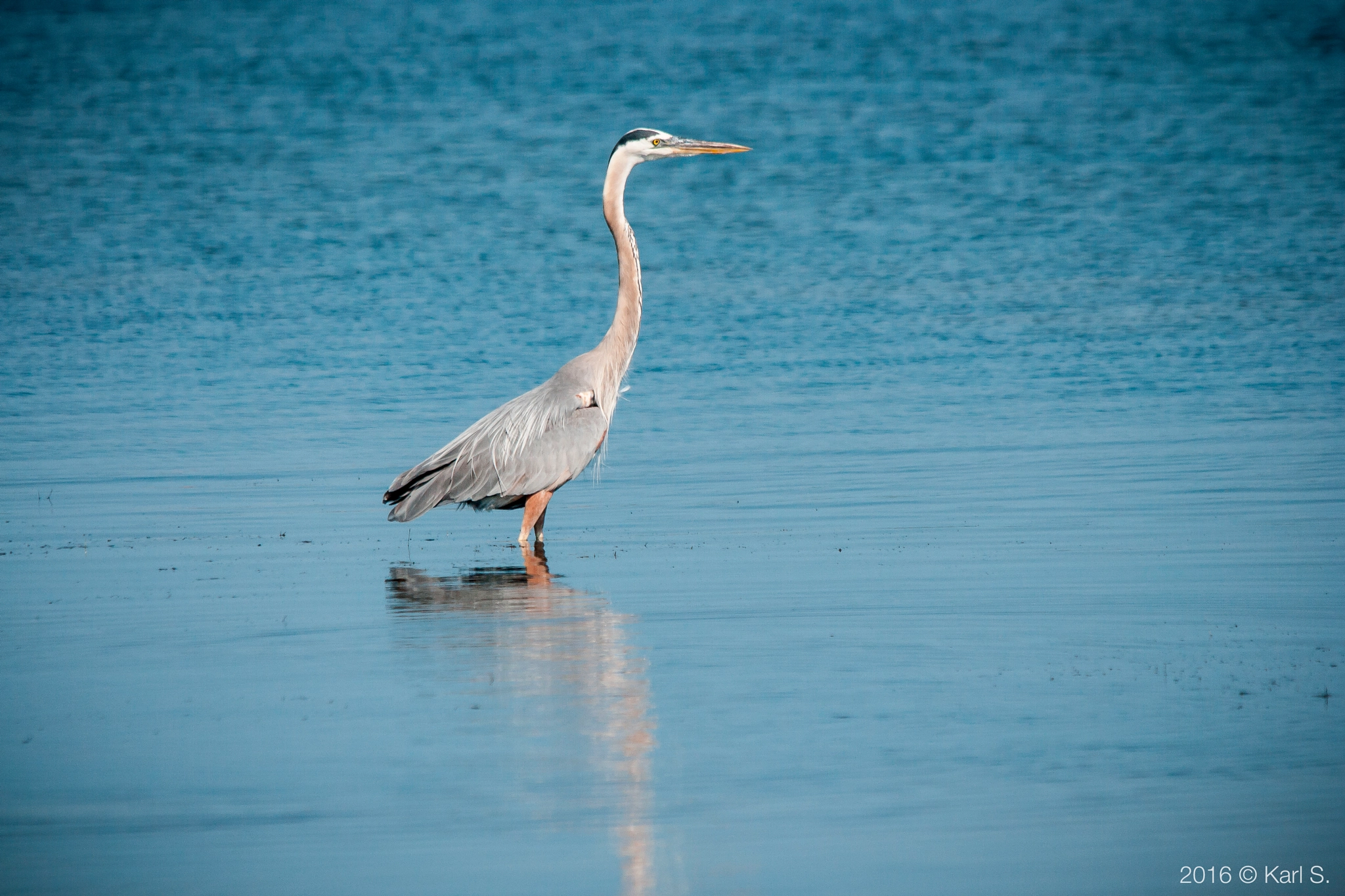 Sigma 150-500mm F5-6.3 DG OS HSM sample photo. "great blue heron" photography