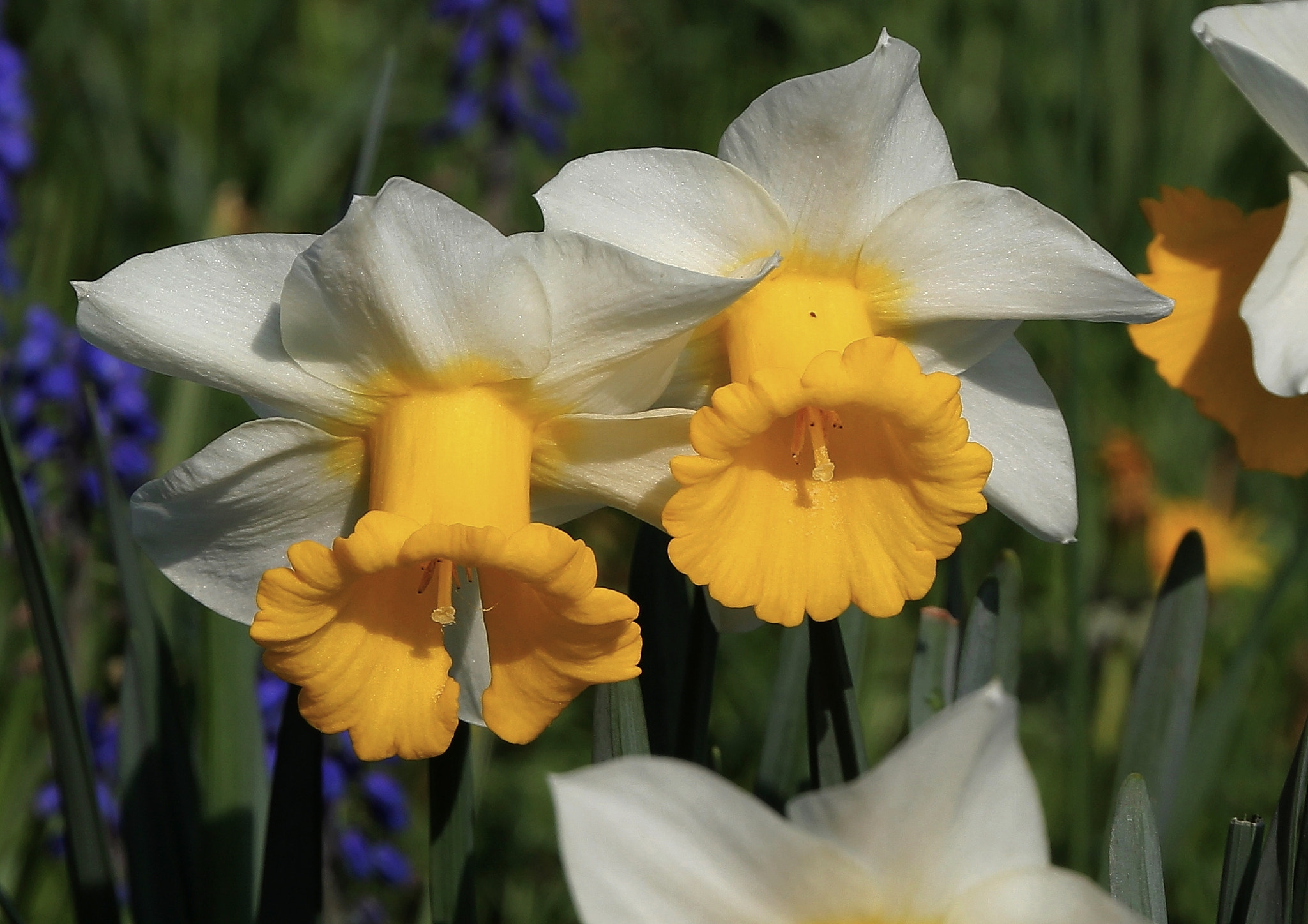 Canon EOS 550D (EOS Rebel T2i / EOS Kiss X4) + Canon 18-270mm sample photo. Jonquil photography