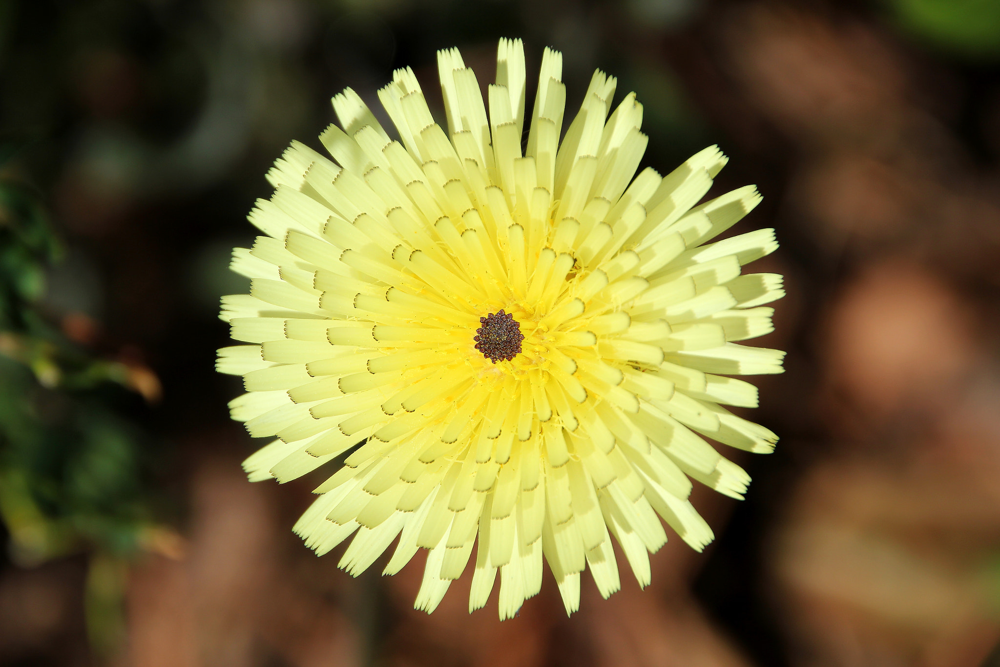 Canon EOS 550D (EOS Rebel T2i / EOS Kiss X4) + Canon 18-270mm sample photo. Yellow flower photography