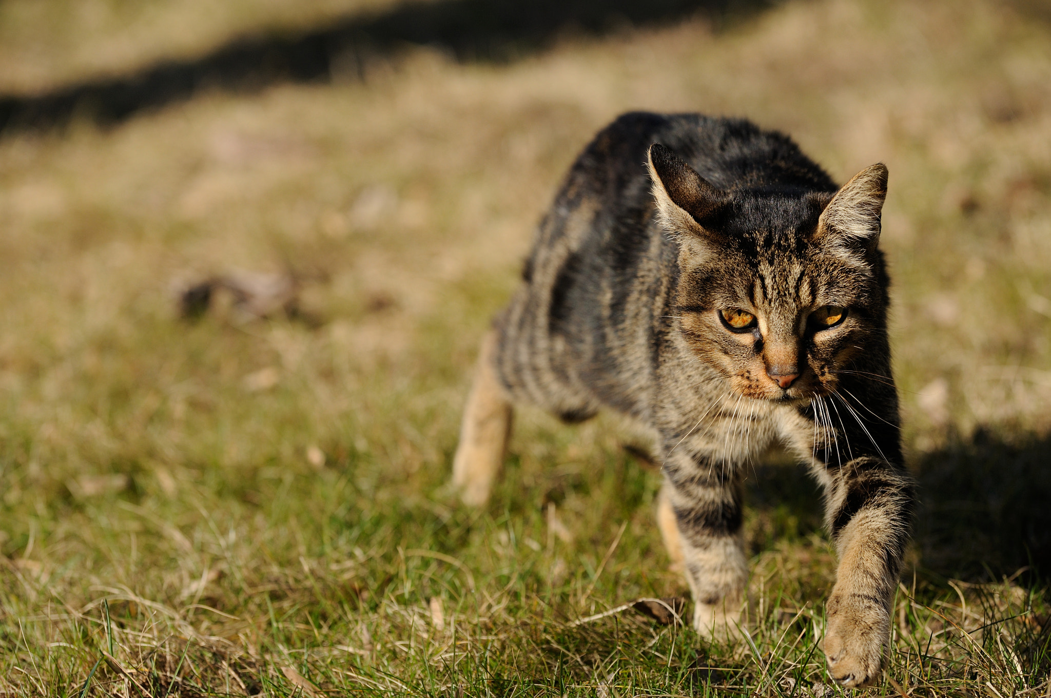 Sigma 50-150mm F2.8 EX APO DC OS HSM sample photo. Hunting photography