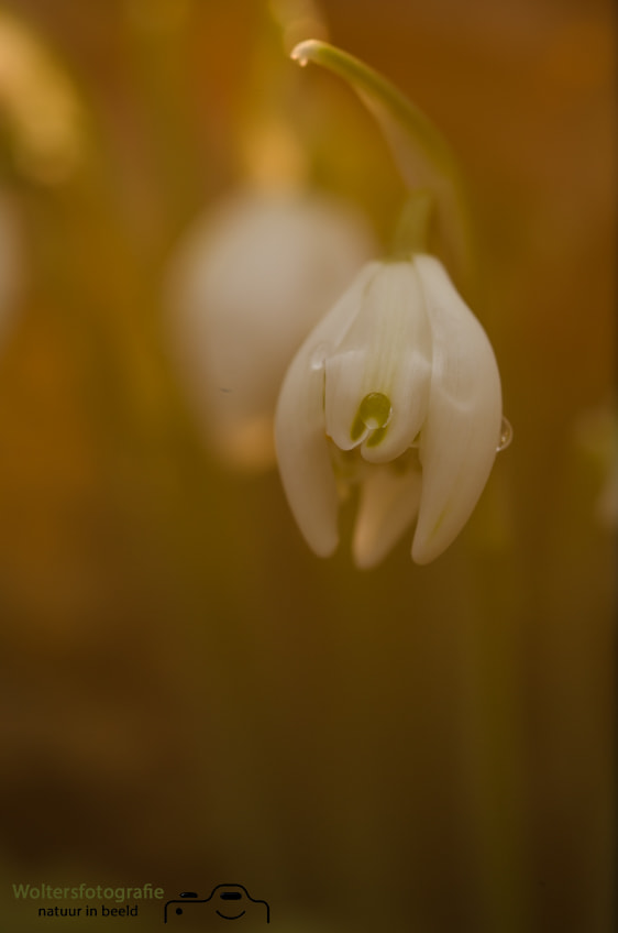 Nikon D7000 + Sigma 105mm F2.8 EX DG Macro sample photo. Snowdrop photography