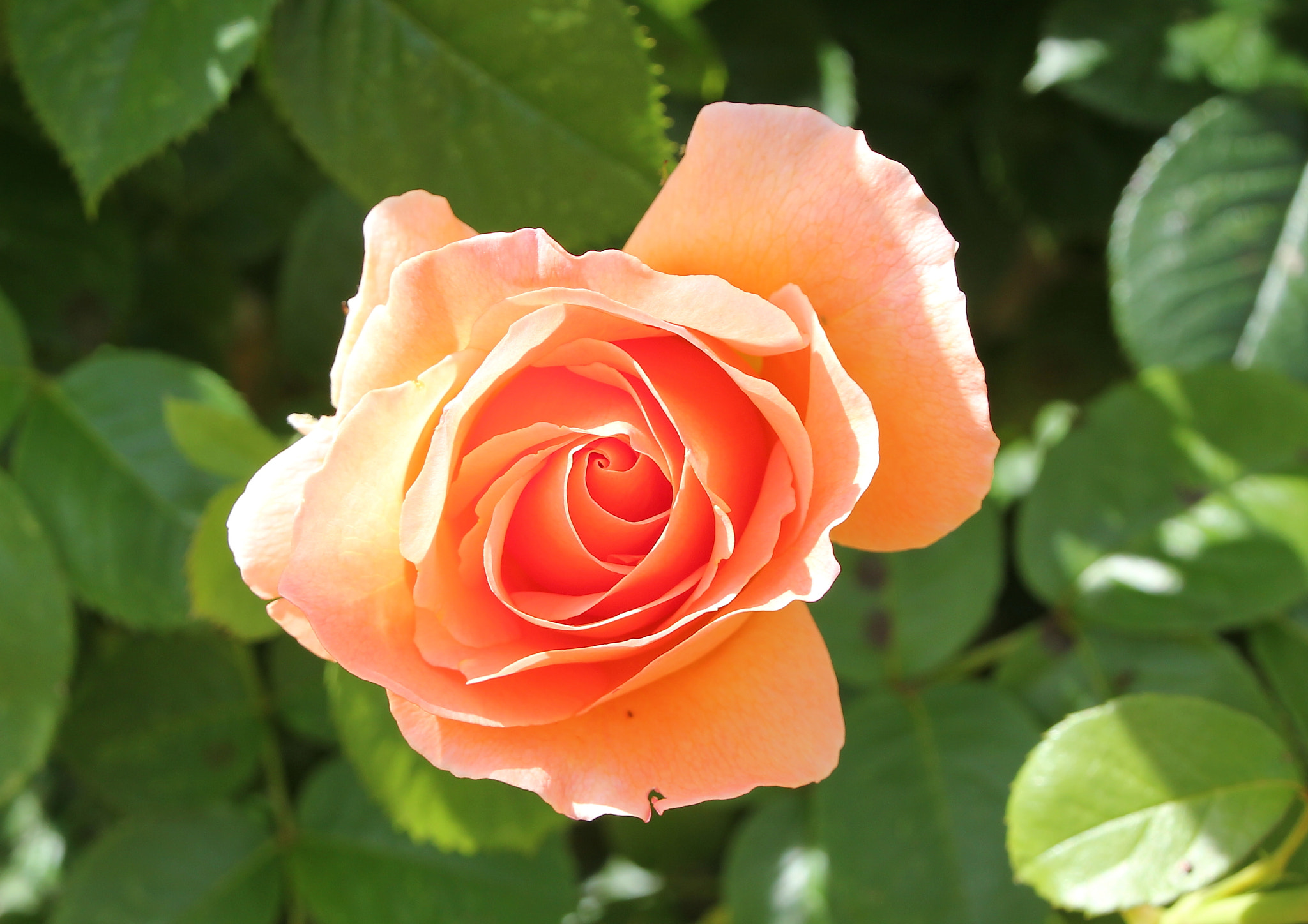 Canon EOS 550D (EOS Rebel T2i / EOS Kiss X4) + Canon 18-270mm sample photo. Rose photography