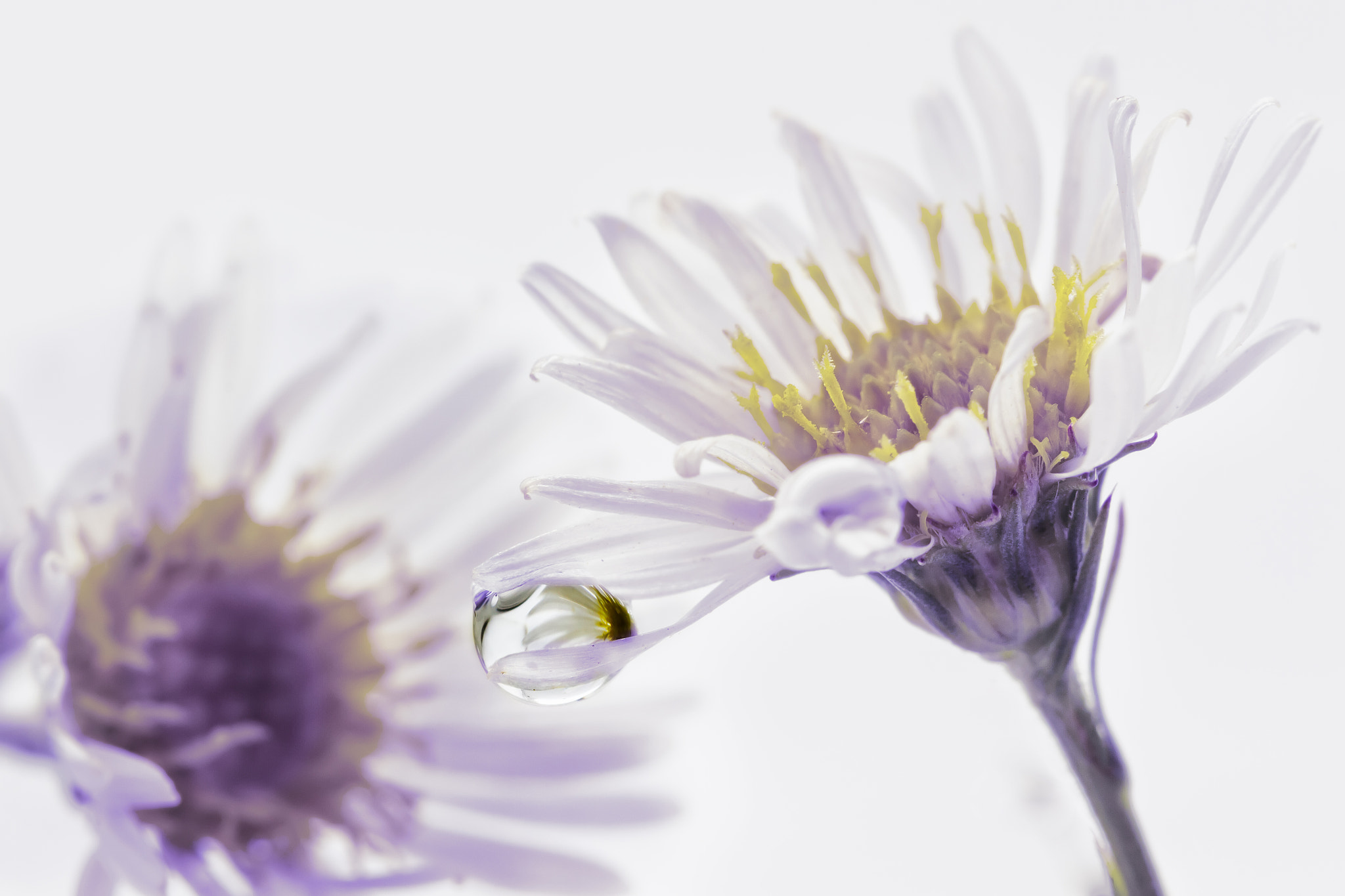 Canon EOS 7D + Canon EF 100mm F2.8 Macro USM sample photo. Trapped in a drop photography
