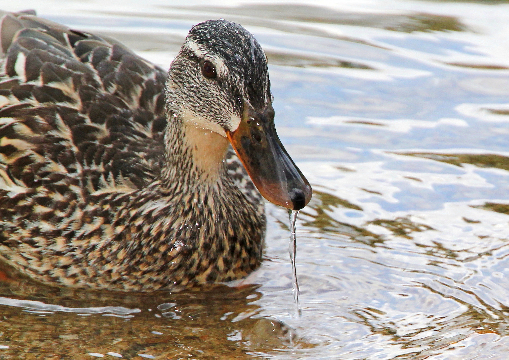 Canon EOS 550D (EOS Rebel T2i / EOS Kiss X4) + Canon 18-270mm sample photo. Duck photography