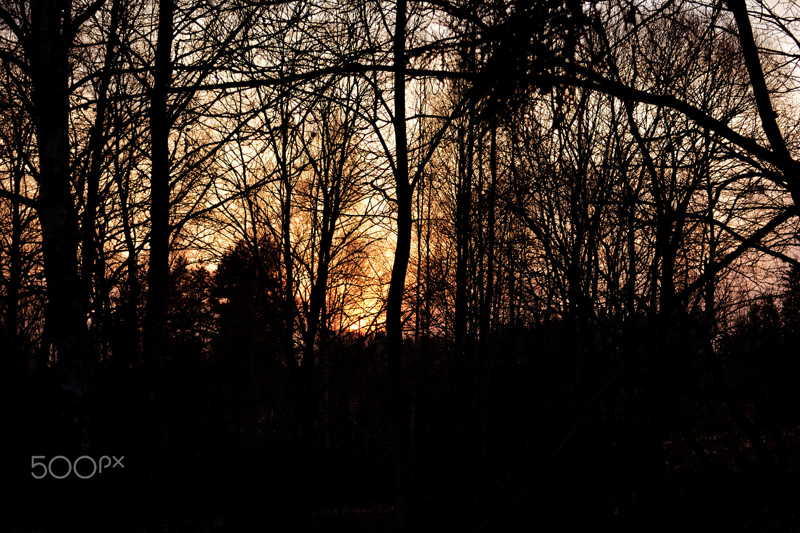 Nikon D5200 + Sigma 24mm F1.8 EX DG Aspherical Macro sample photo. Sunset between trees photography