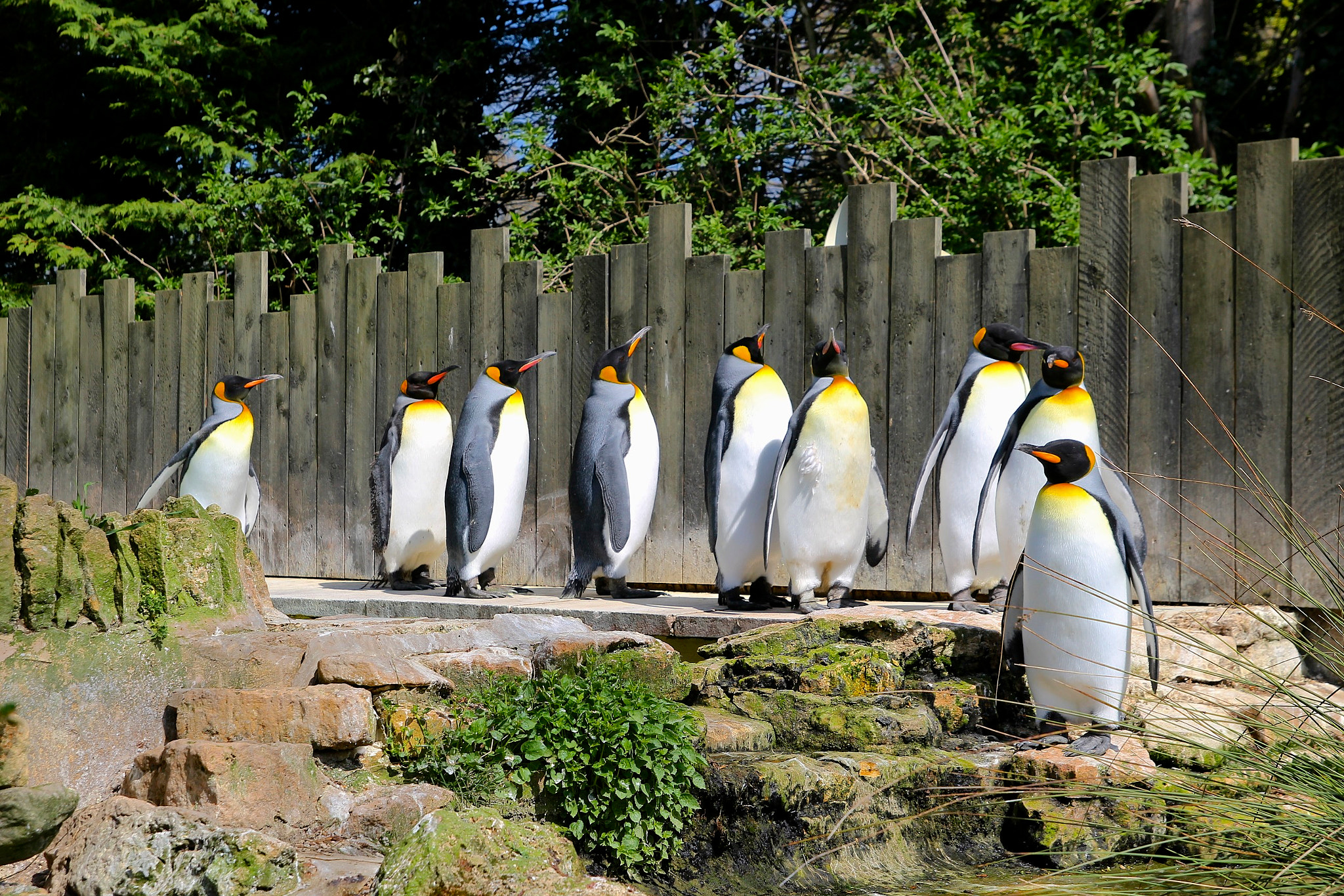 Tamron SP AF 17-50mm F2.8 XR Di II LD Aspherical (IF) sample photo. King penguins photography