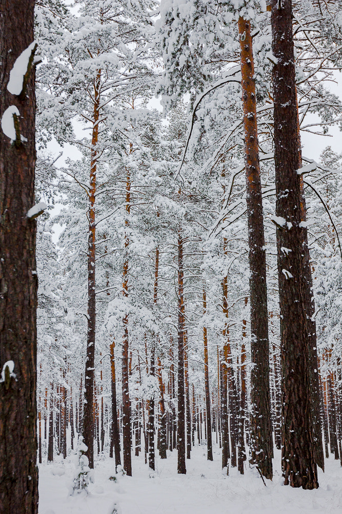 Canon EF 16-35mm F2.8L II USM sample photo. Winter path photography