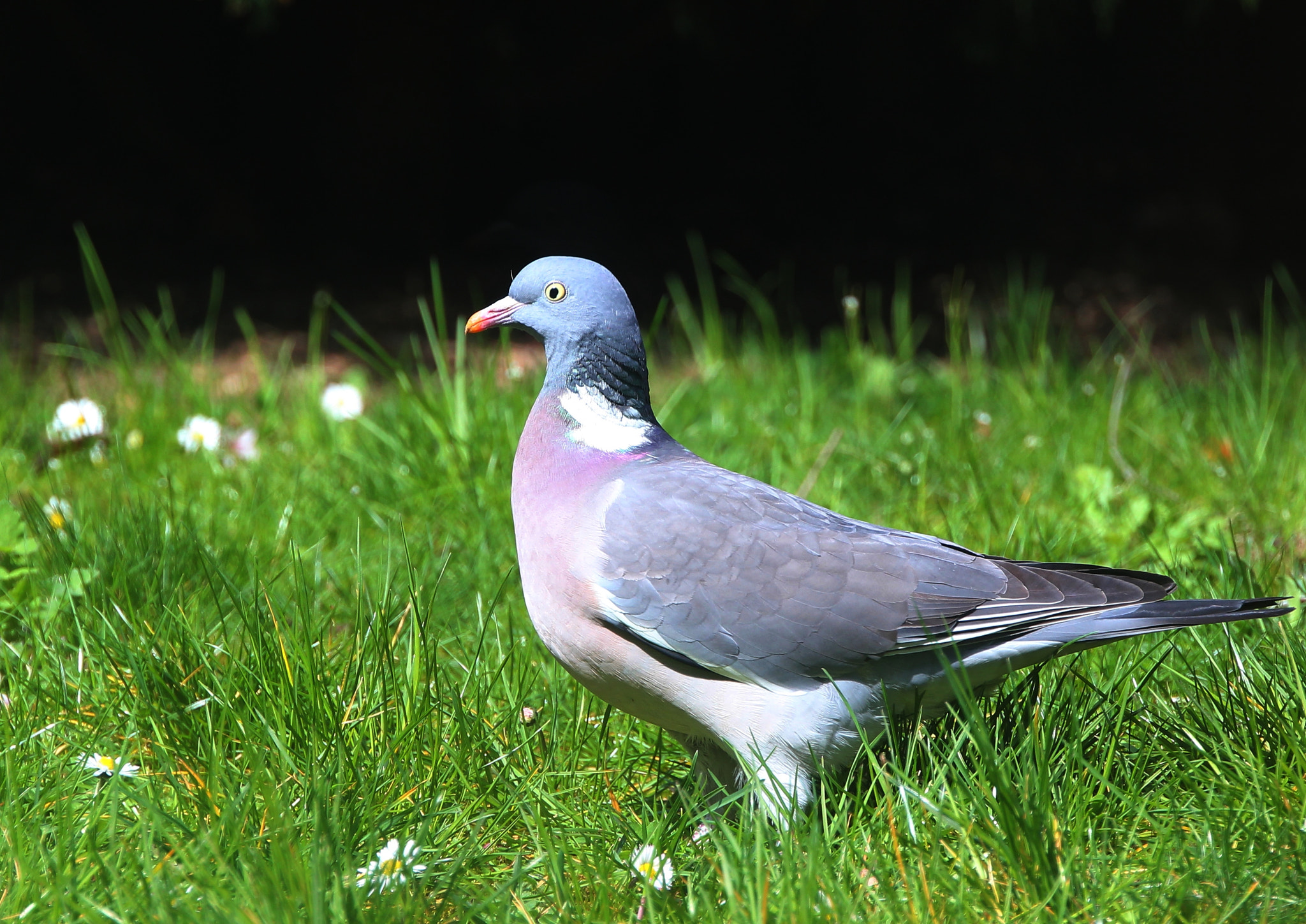 Canon EOS 550D (EOS Rebel T2i / EOS Kiss X4) + Canon 18-270mm sample photo. Wood pigeon photography