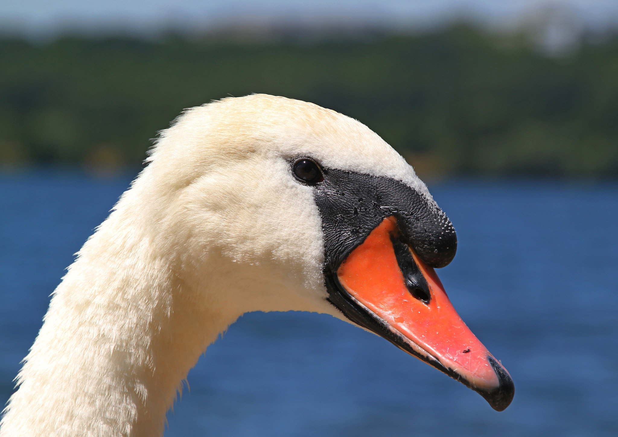 Canon EOS 550D (EOS Rebel T2i / EOS Kiss X4) + Canon 18-270mm sample photo. Swan head photography