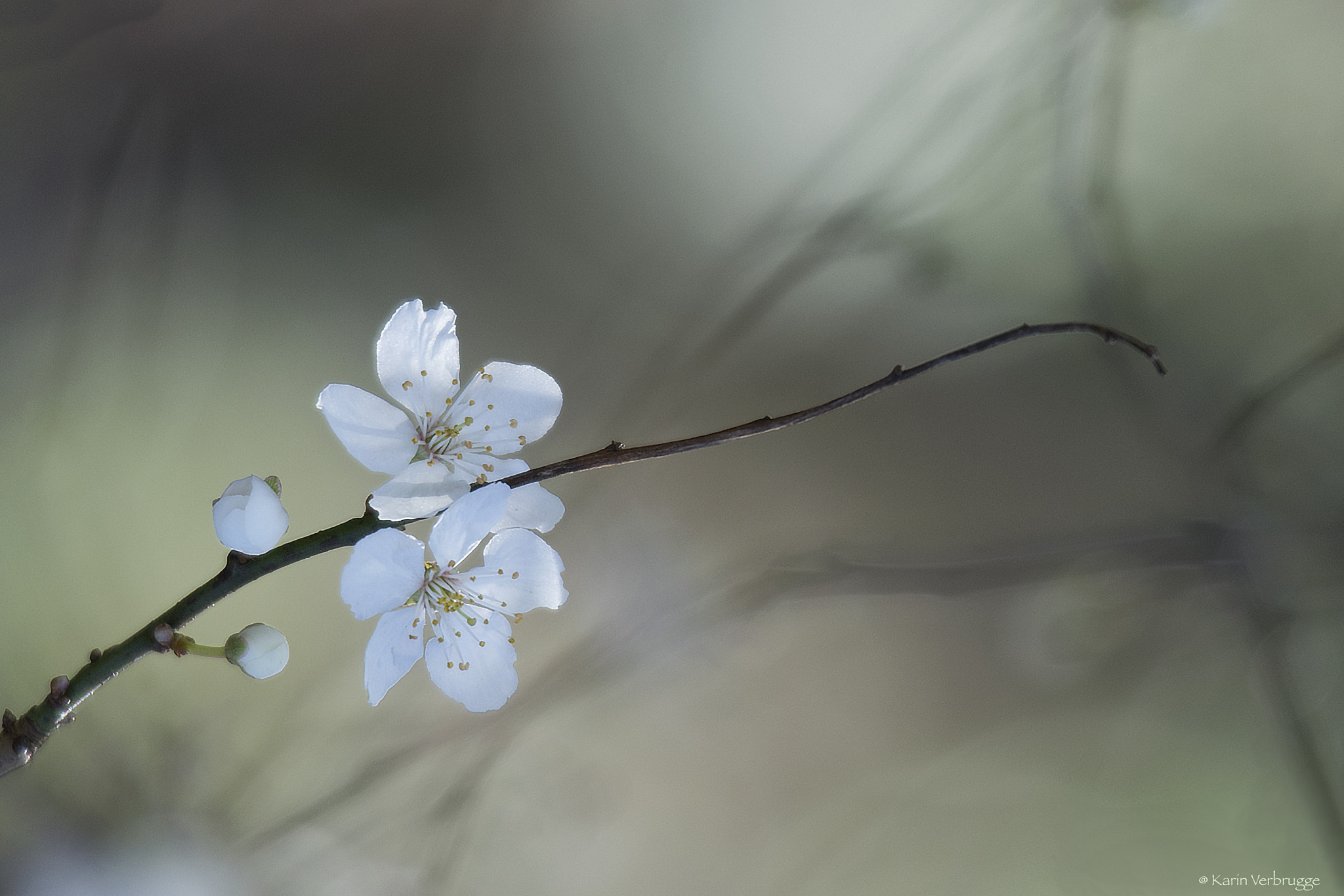 Nikon D5300 + Sigma 120-400mm F4.5-5.6 DG OS HSM sample photo. Spring is coming photography