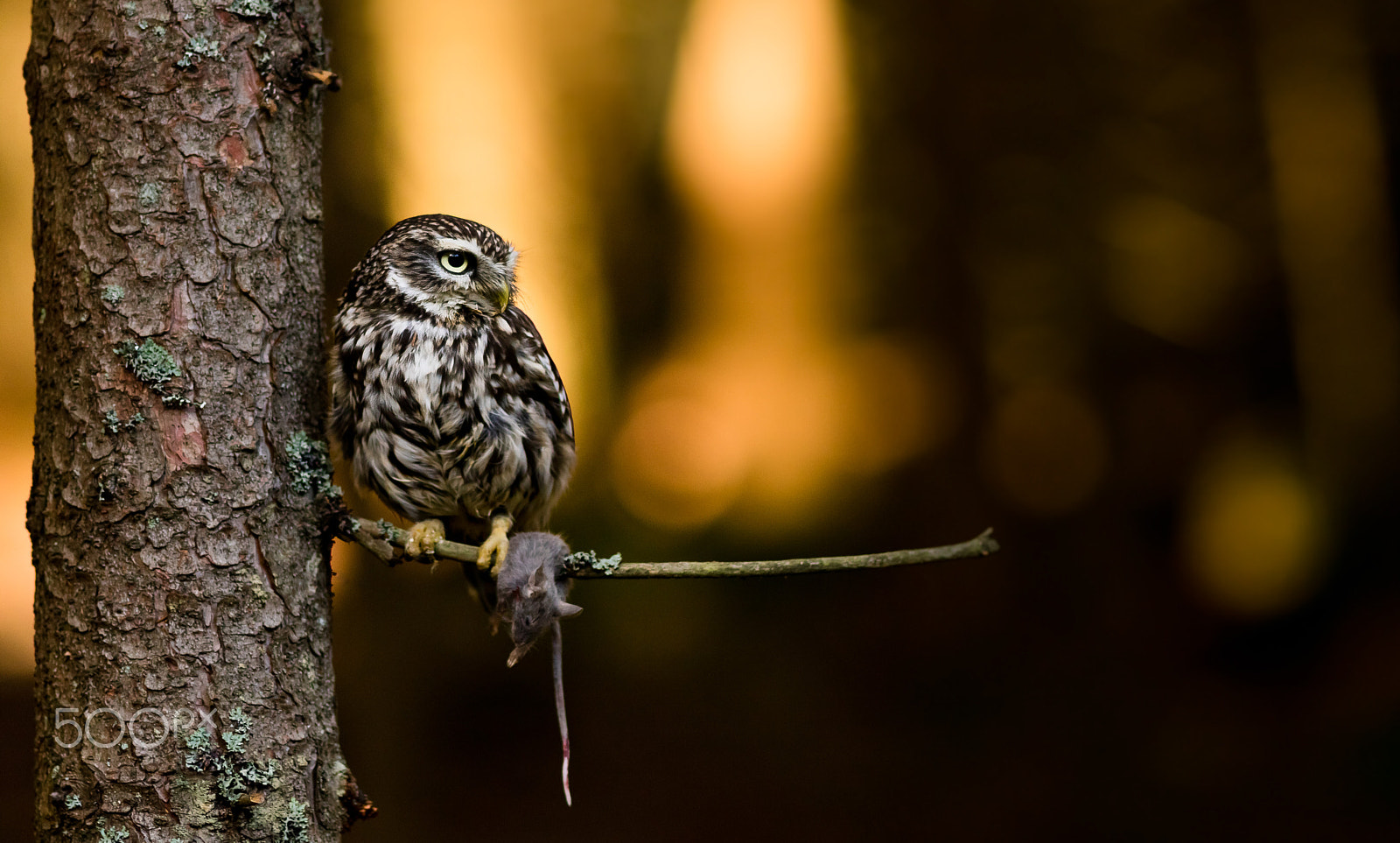 Canon EOS 760D (EOS Rebel T6s / EOS 8000D) + Canon EF 200mm F2.8L II USM sample photo. Sýček obecný-sokolnicky vedený photography