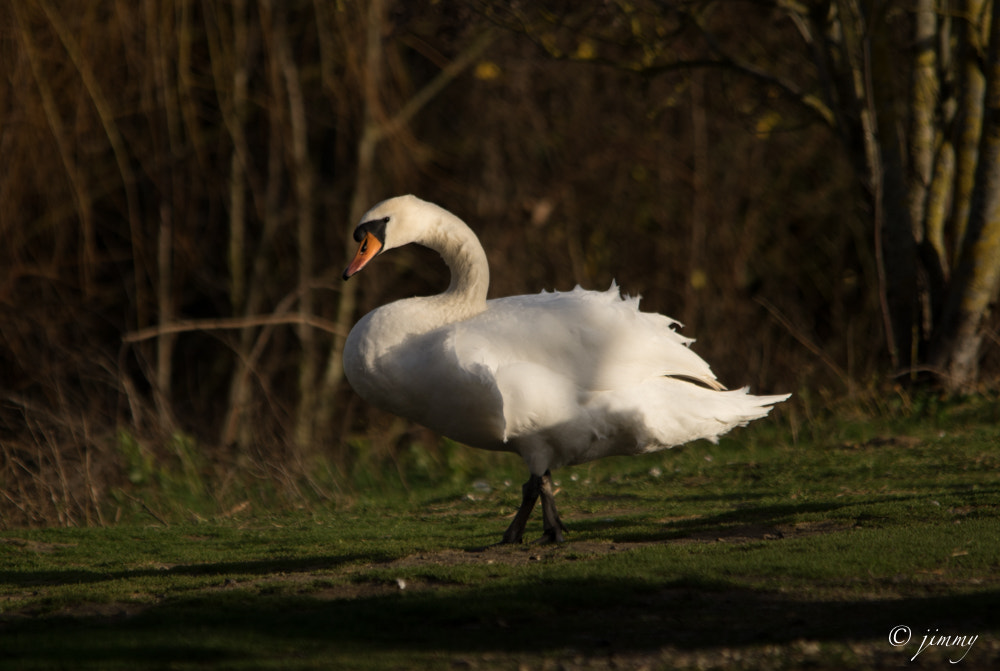 Sigma 150-500mm F5-6.3 DG OS HSM sample photo. Cygne photography