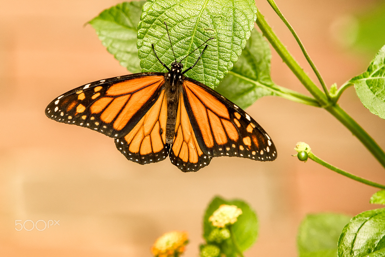 Canon EOS 5DS sample photo. Viceroy photography