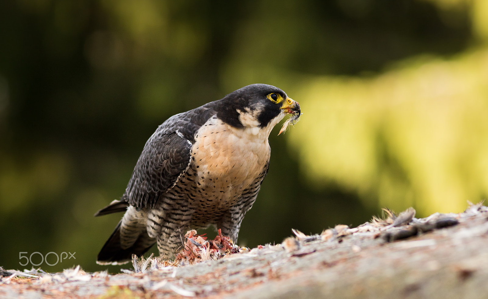 Canon EOS 760D (EOS Rebel T6s / EOS 8000D) + Canon EF 200mm F2.8L II USM sample photo. Sokol stěhovavvý photography