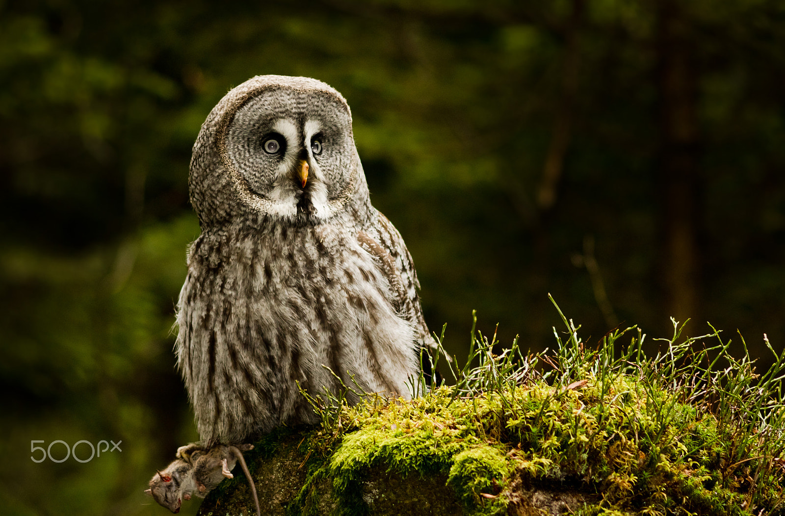 Canon EF 200mm F2.8L II USM sample photo. Puštík obecný photography