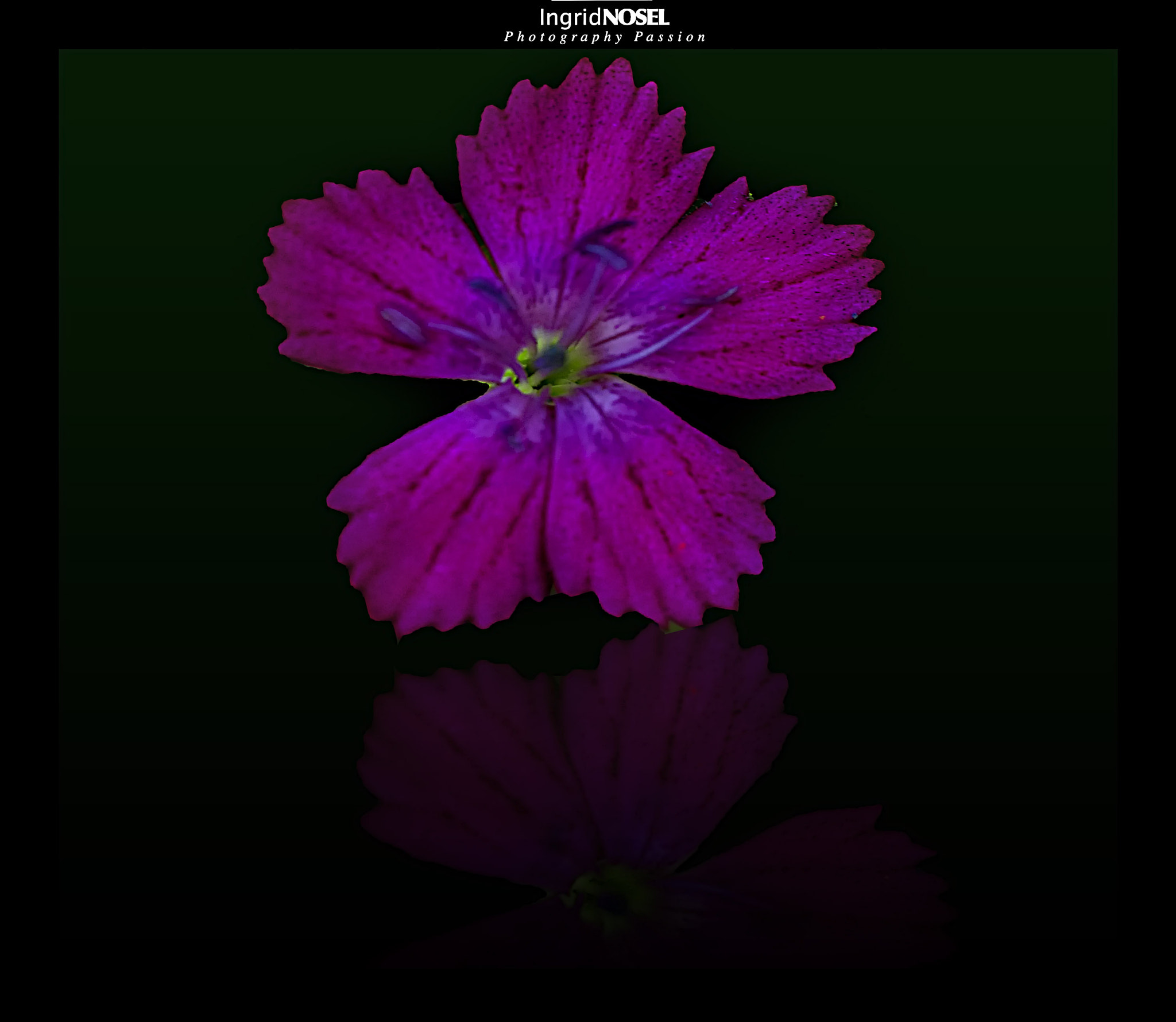 Canon EOS 7D + Canon EF 100mm F2.8 Macro USM sample photo. Flower reflection photography