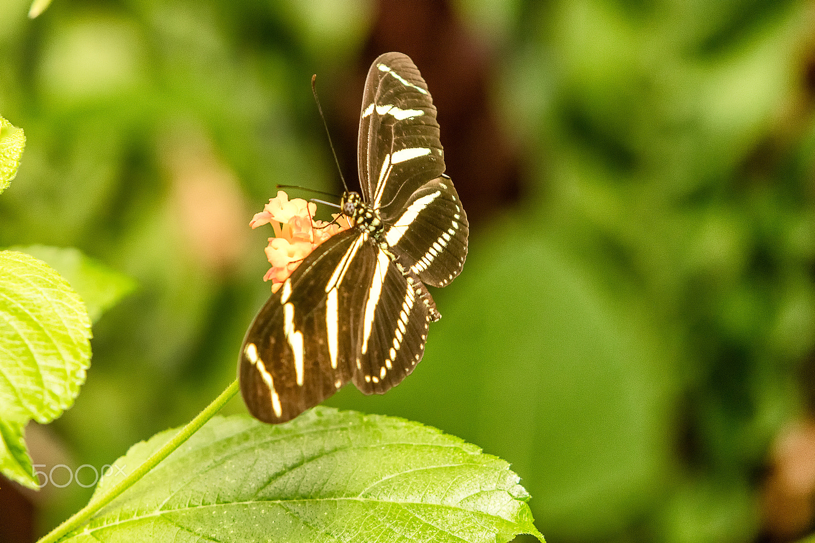 Canon EOS 5DS sample photo. Butterfly photography