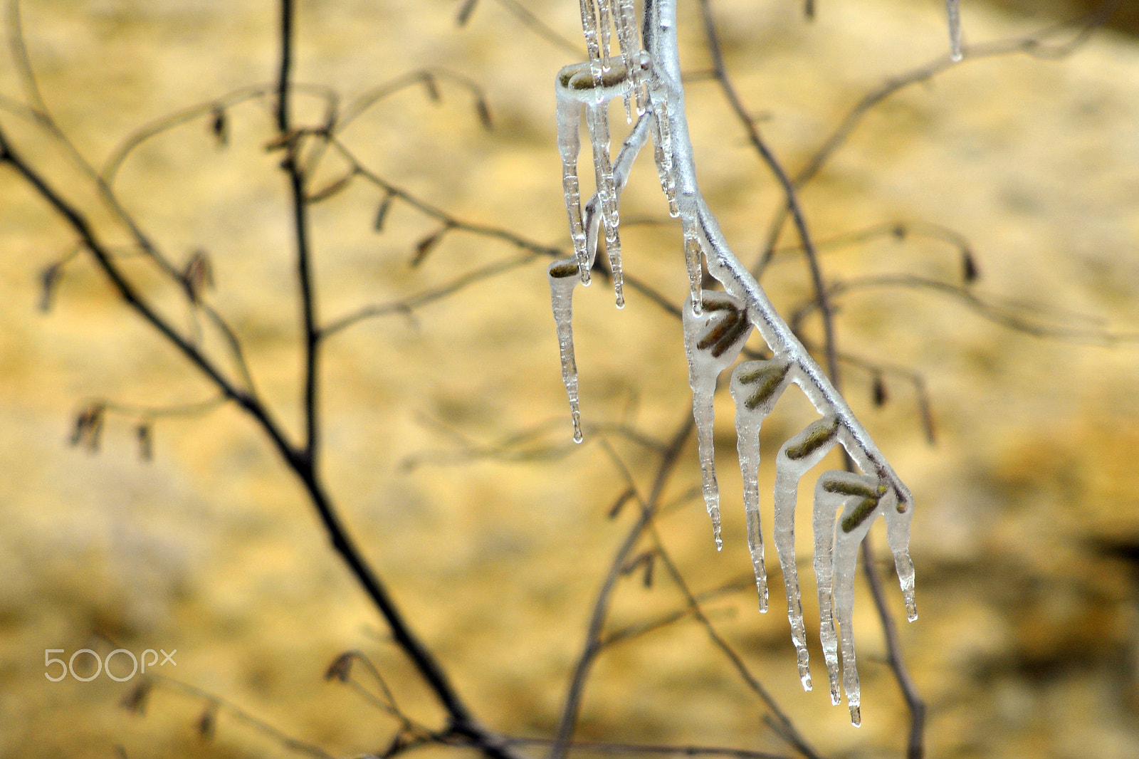 Nikon D300 + AF Nikkor 70-210mm f/4-5.6 sample photo. Chaud-froid photography