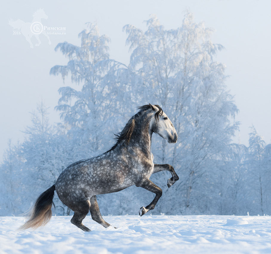 Canon EOS 7D Mark II + Canon EF 135mm F2L USM sample photo. Rearing purebred spanish horse photography
