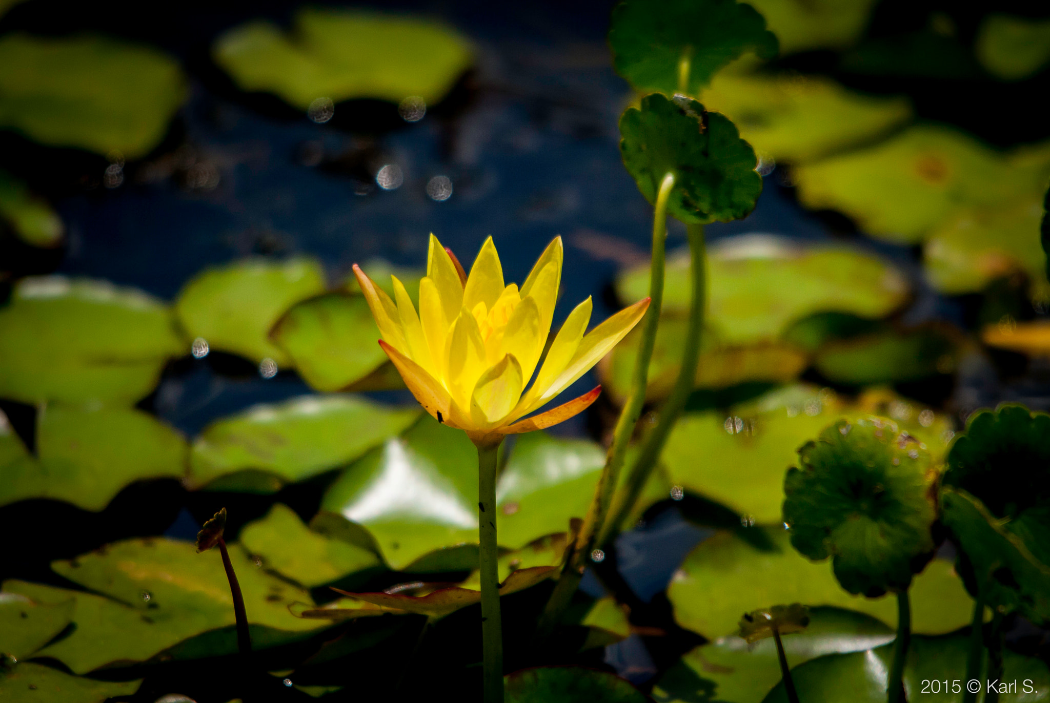 Sigma 150-500mm F5-6.3 DG OS HSM sample photo. "lily" photography