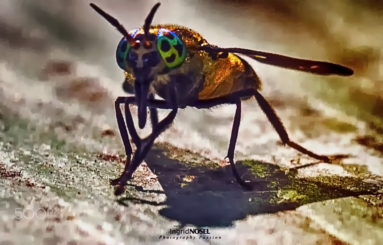 Canon EOS 7D + Canon EF 100mm F2.8 Macro USM sample photo. Big eyes! photography