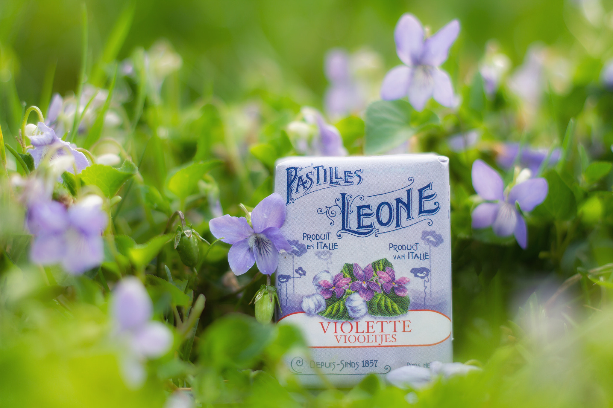 Canon EOS 7D + Canon EF 50mm f/1.8 sample photo. Pastilles leone photography