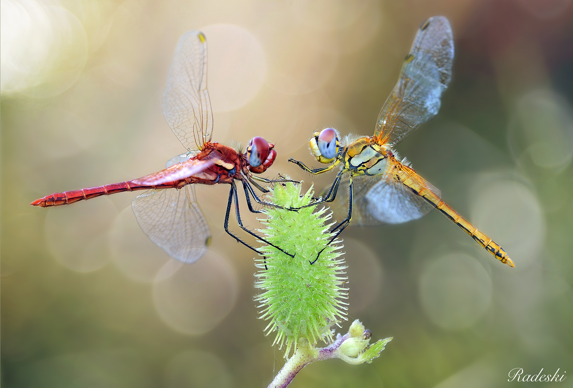 Nikon D800 + Nikon AF Micro-Nikkor 200mm F4D ED-IF sample photo. Amoe a prima vista photography