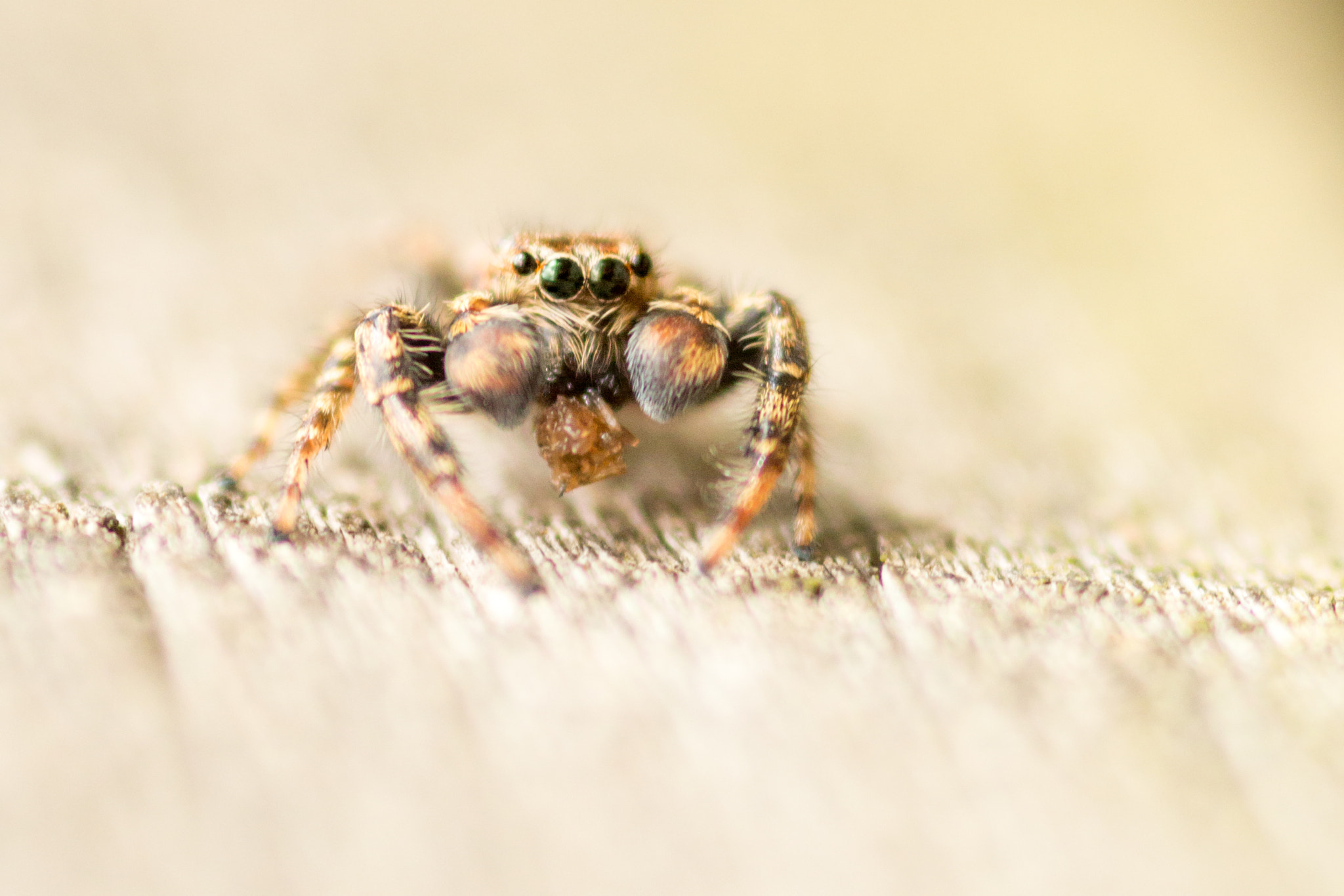Canon EOS 70D + Sigma 105mm F2.8 EX DG Macro sample photo. Jumping spider photography