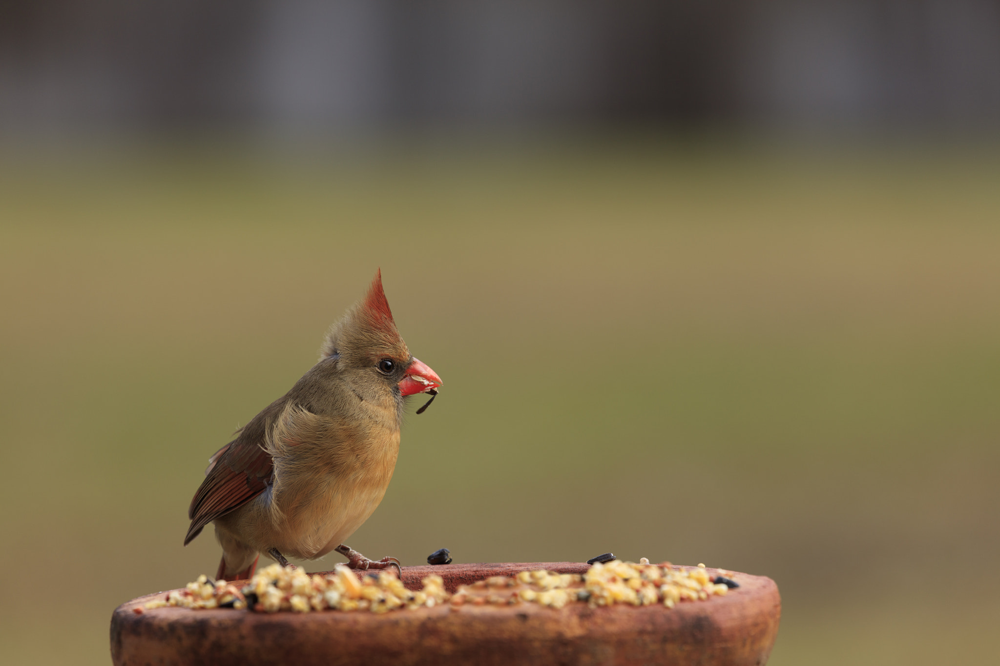 Canon EOS 5DS R + Canon EF 100-400mm F4.5-5.6L IS USM sample photo. Female northern cardinal photography
