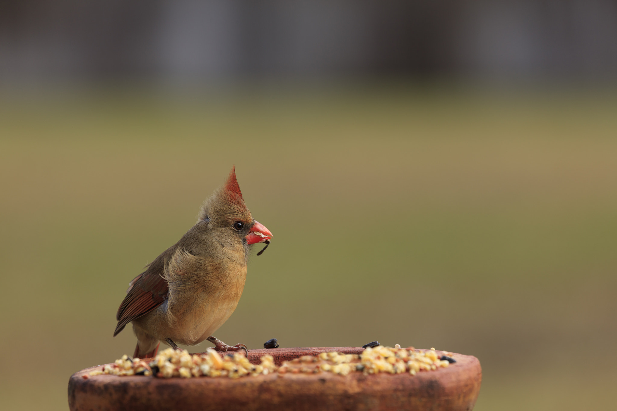 Canon EF 100-400mm F4.5-5.6L IS USM sample photo. Female northern cardinal photography
