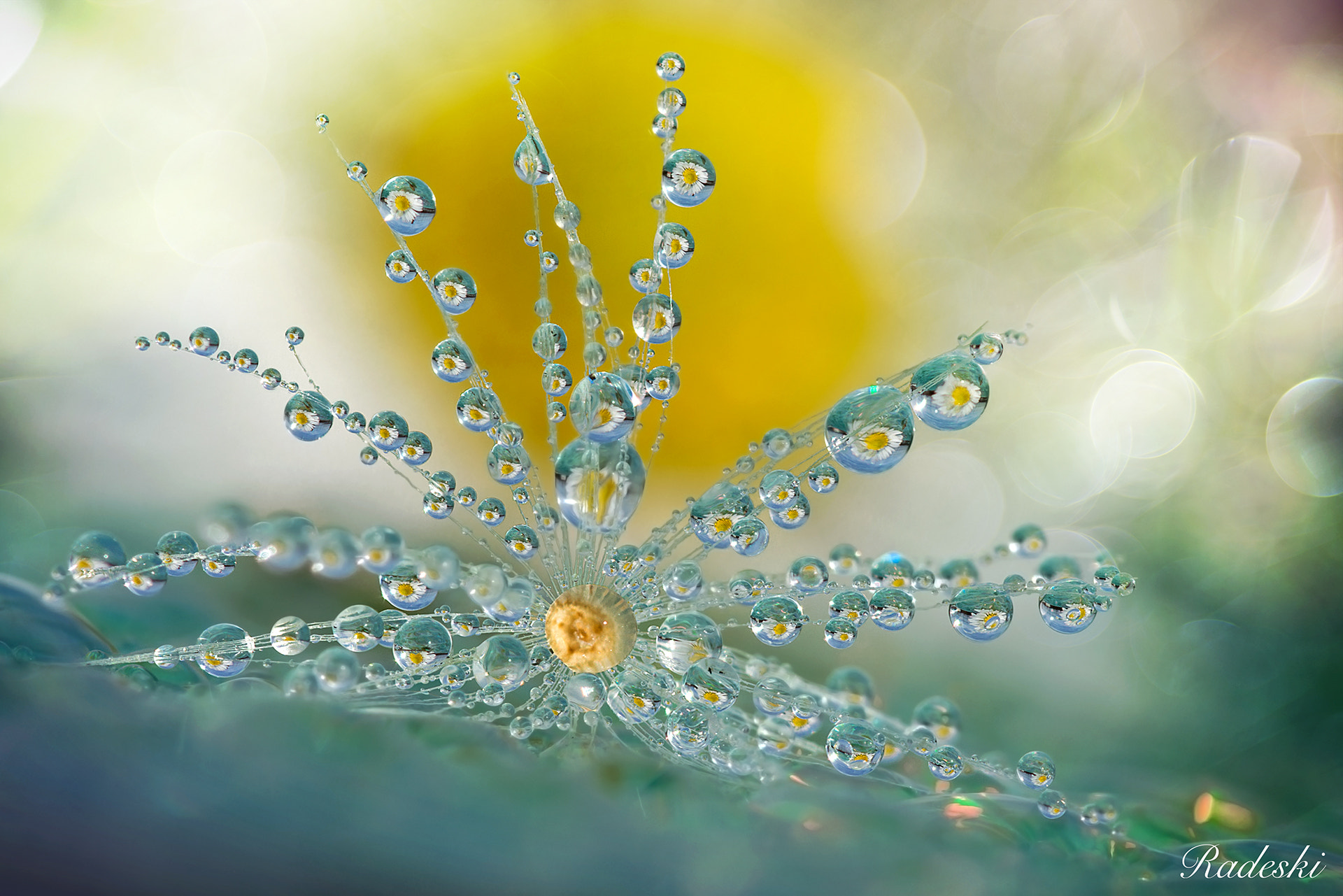 Nikon D800E + Nikon AF Micro-Nikkor 60mm F2.8D sample photo. Soffioni di rugiada photography