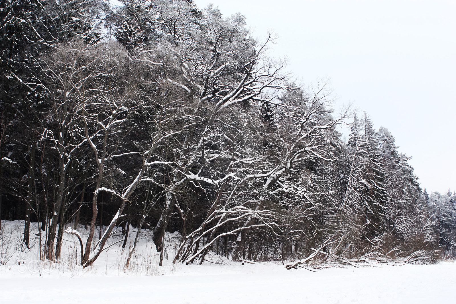 Canon EF 28-80mm f/3.5-5.6 sample photo. Winter photography
