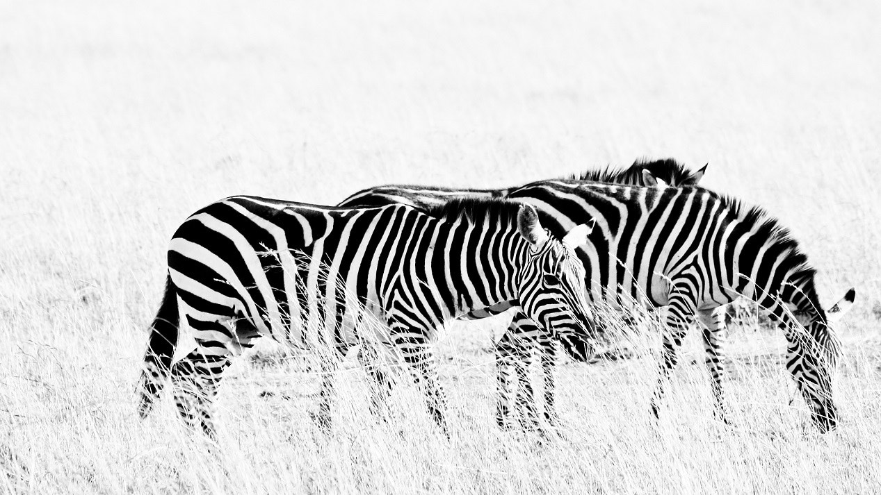 Canon EOS 1000D (EOS Digital Rebel XS / EOS Kiss F) sample photo. Zebras photography