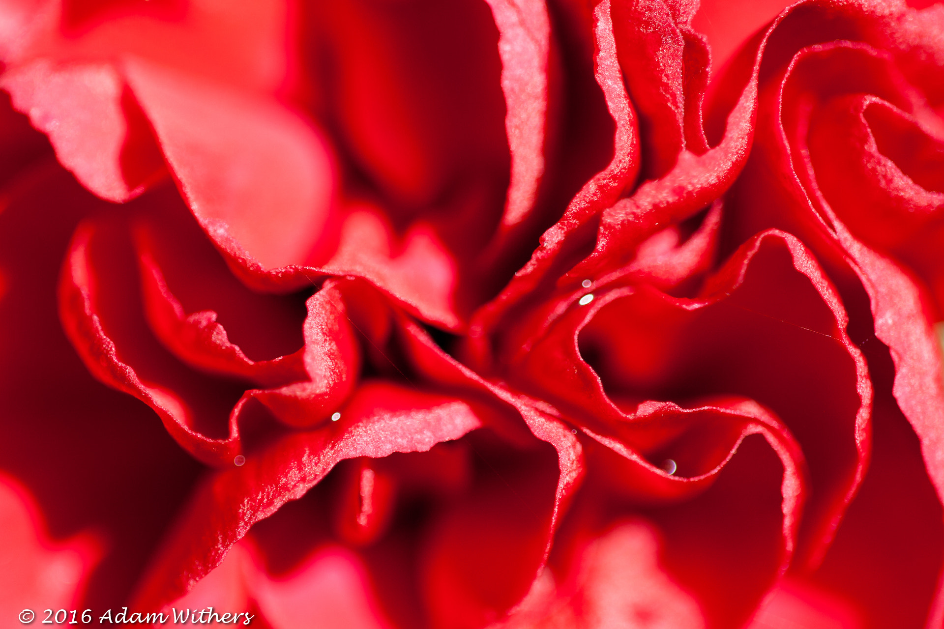 Canon EOS 400D (EOS Digital Rebel XTi / EOS Kiss Digital X) + Sigma APO Macro 150mm f/2.8 EX DG HSM sample photo. Red carnacion flowers photography