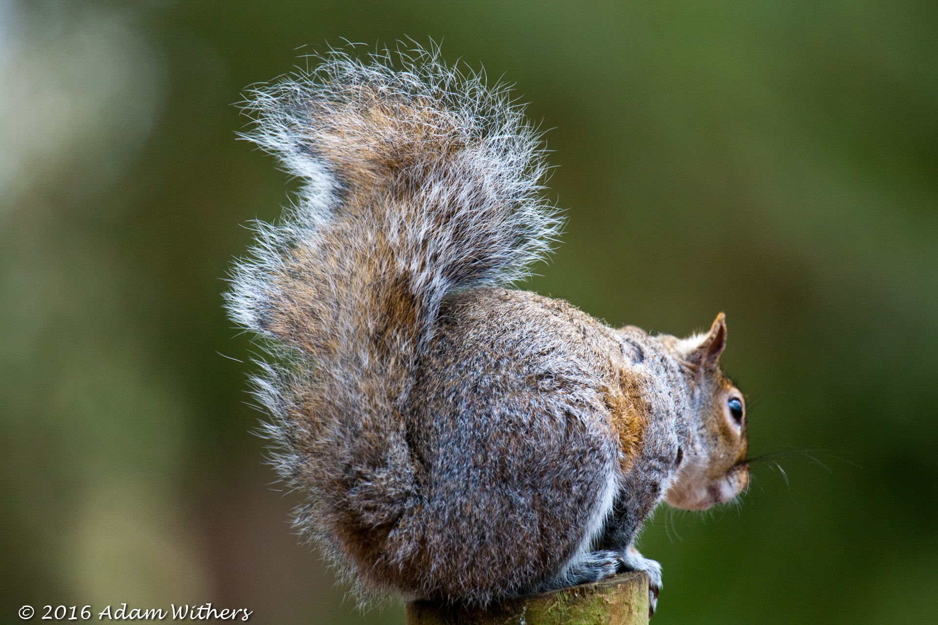 Canon EF 100-400mm F4.5-5.6L IS USM sample photo. Grey squirrel photography
