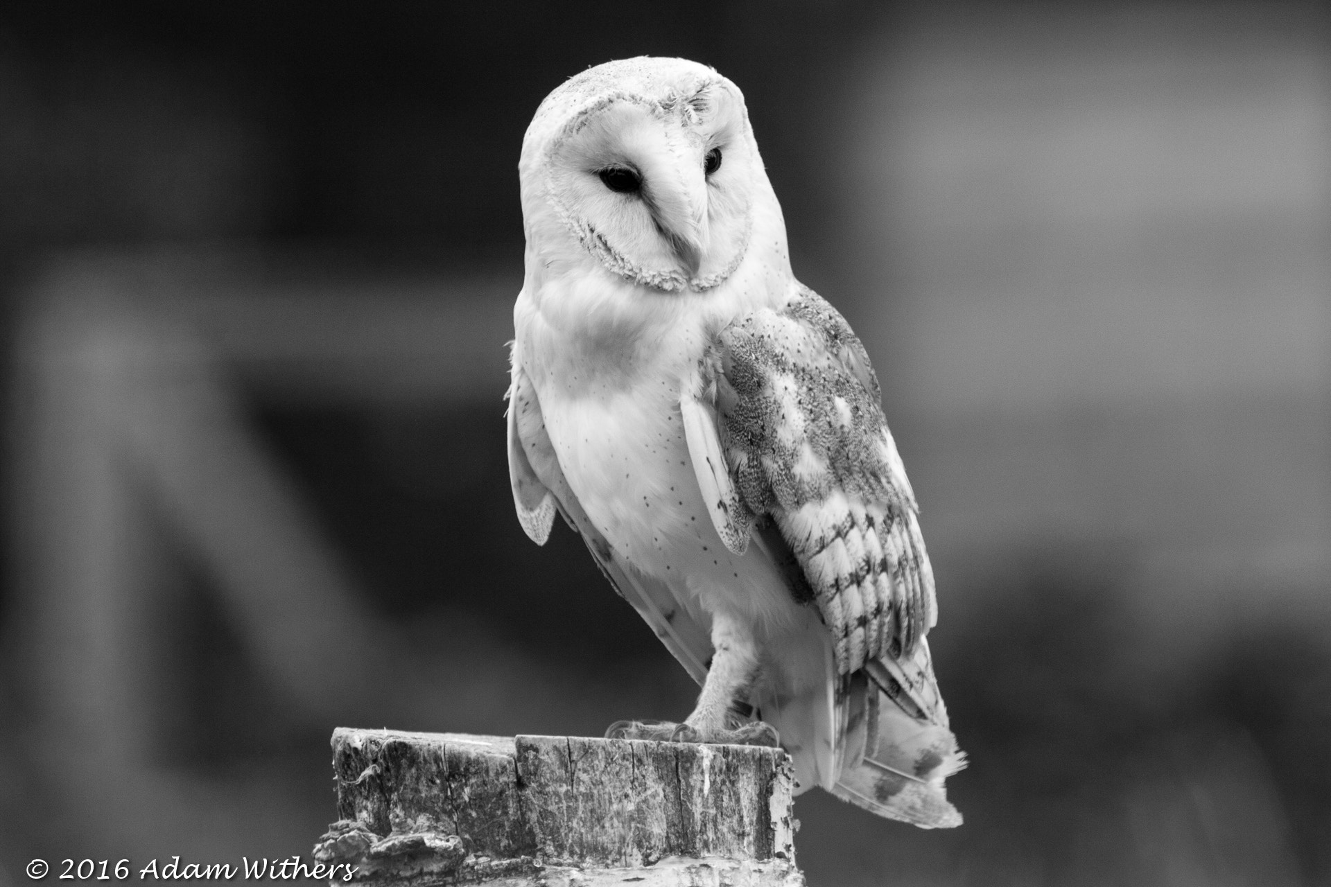 Canon EF 100-400mm F4.5-5.6L IS USM sample photo. Barn owl photography