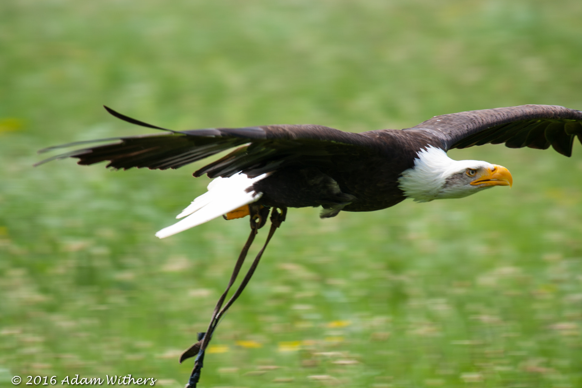 Canon EF 100-400mm F4.5-5.6L IS USM sample photo. Bald eagle photography
