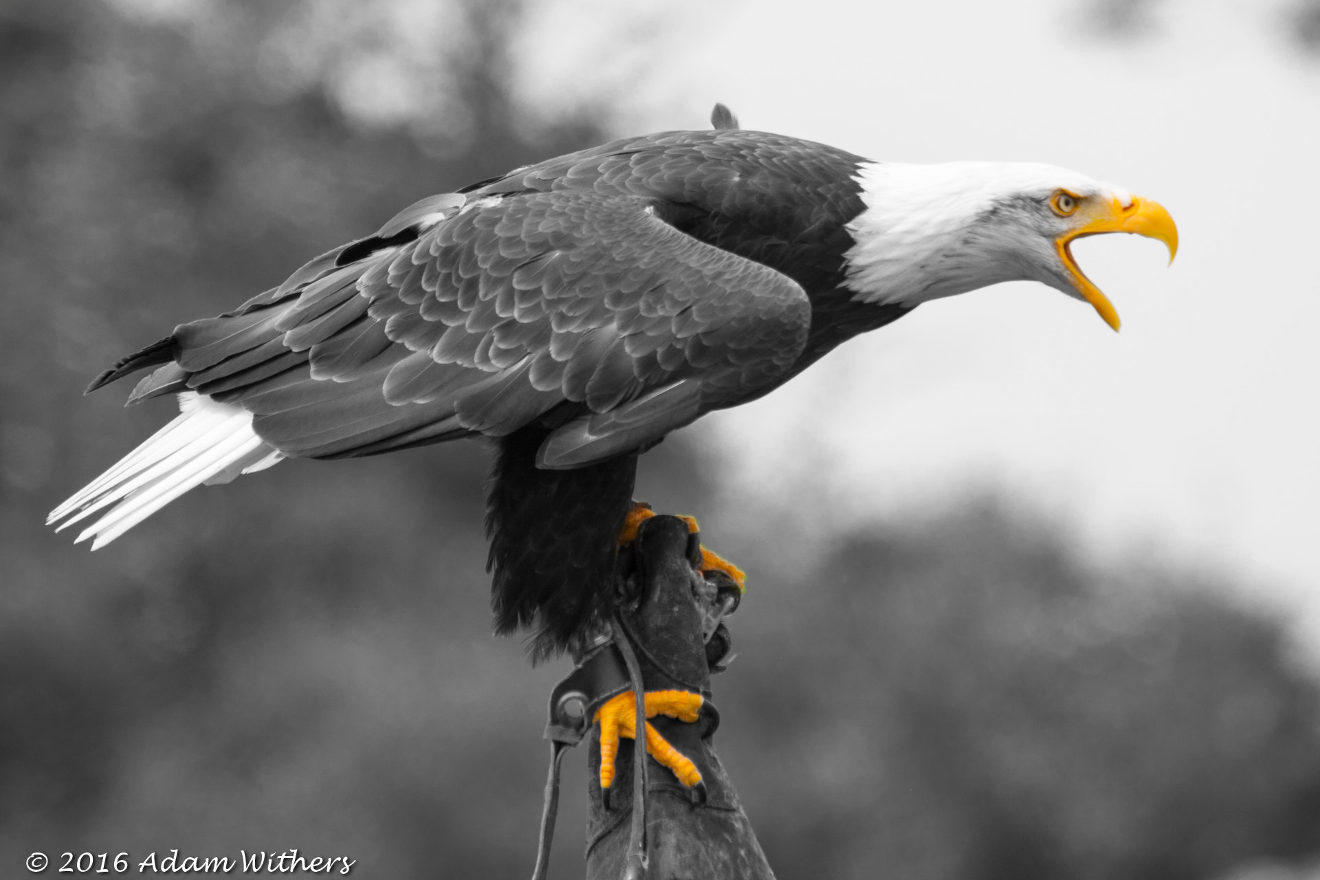Canon EF 100-400mm F4.5-5.6L IS USM sample photo. Bald eagle photography