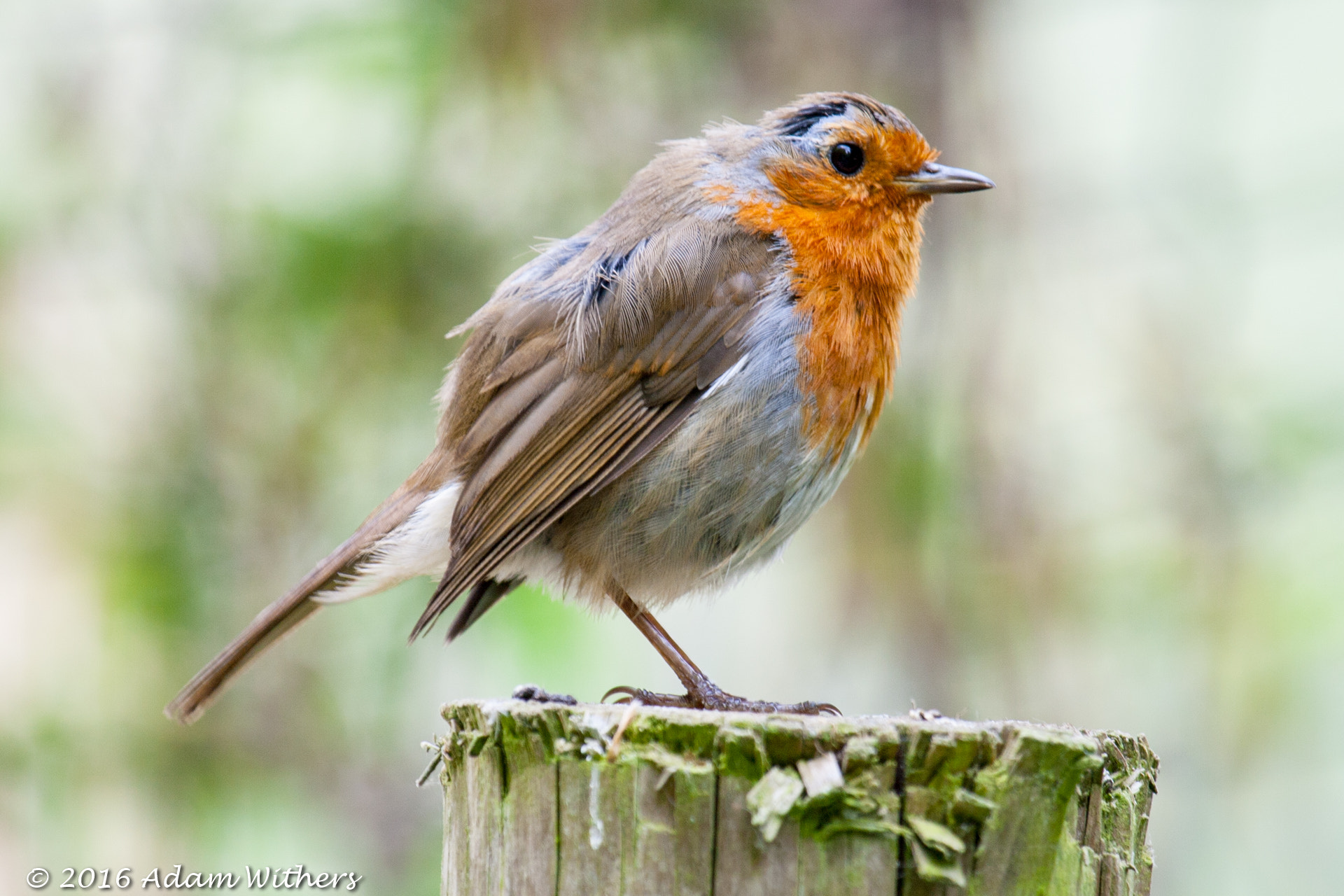 Canon EF 100-400mm F4.5-5.6L IS USM sample photo. Robin photography