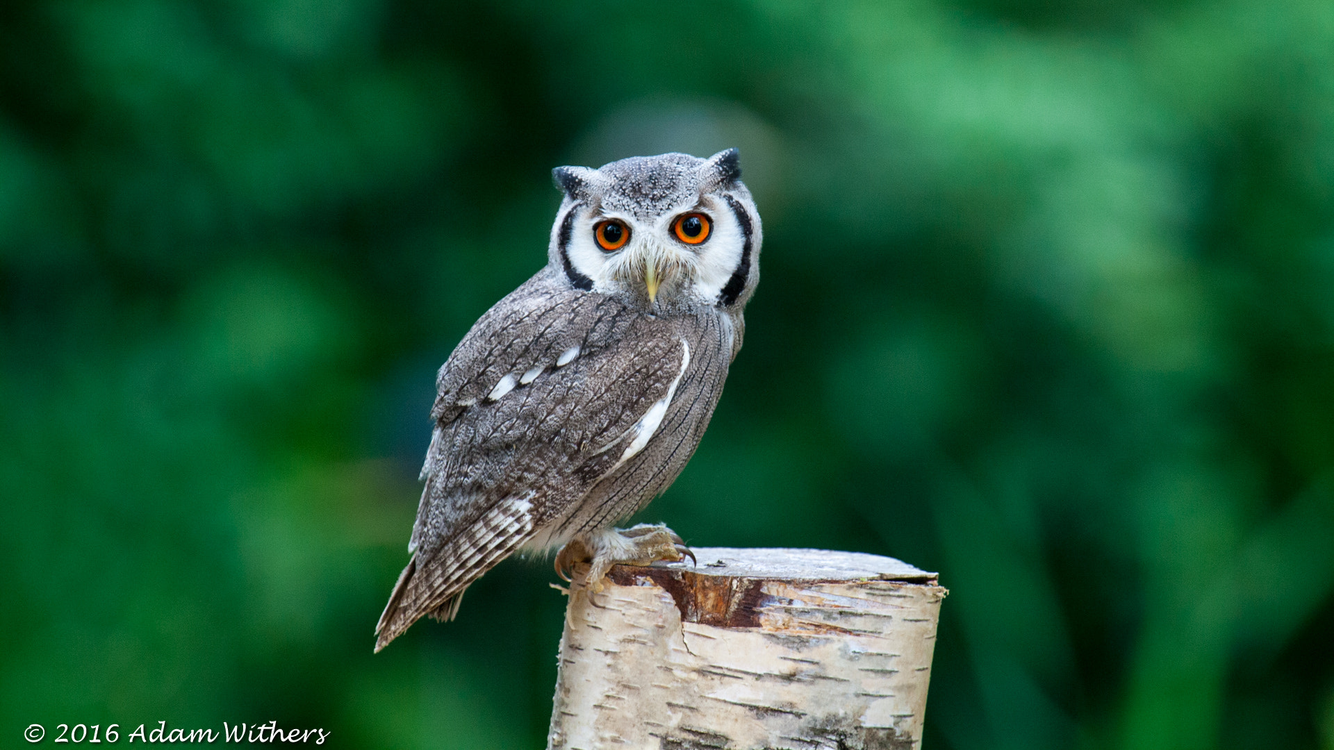 Canon EF 100-400mm F4.5-5.6L IS USM sample photo. Southern white-faced owl photography