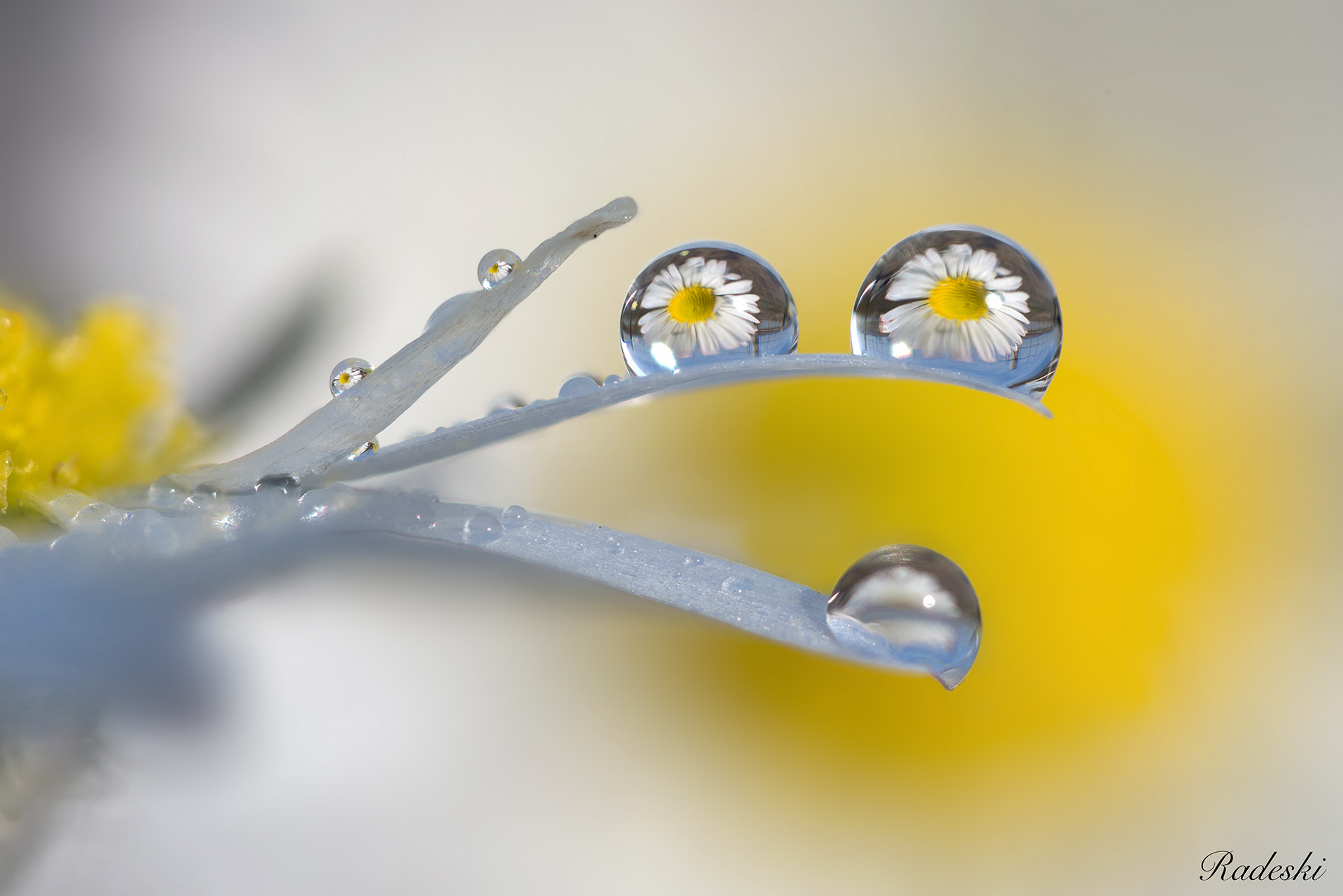 Nikon D800E + Nikon AF Micro-Nikkor 60mm F2.8D sample photo. Riflessi sui petali photography