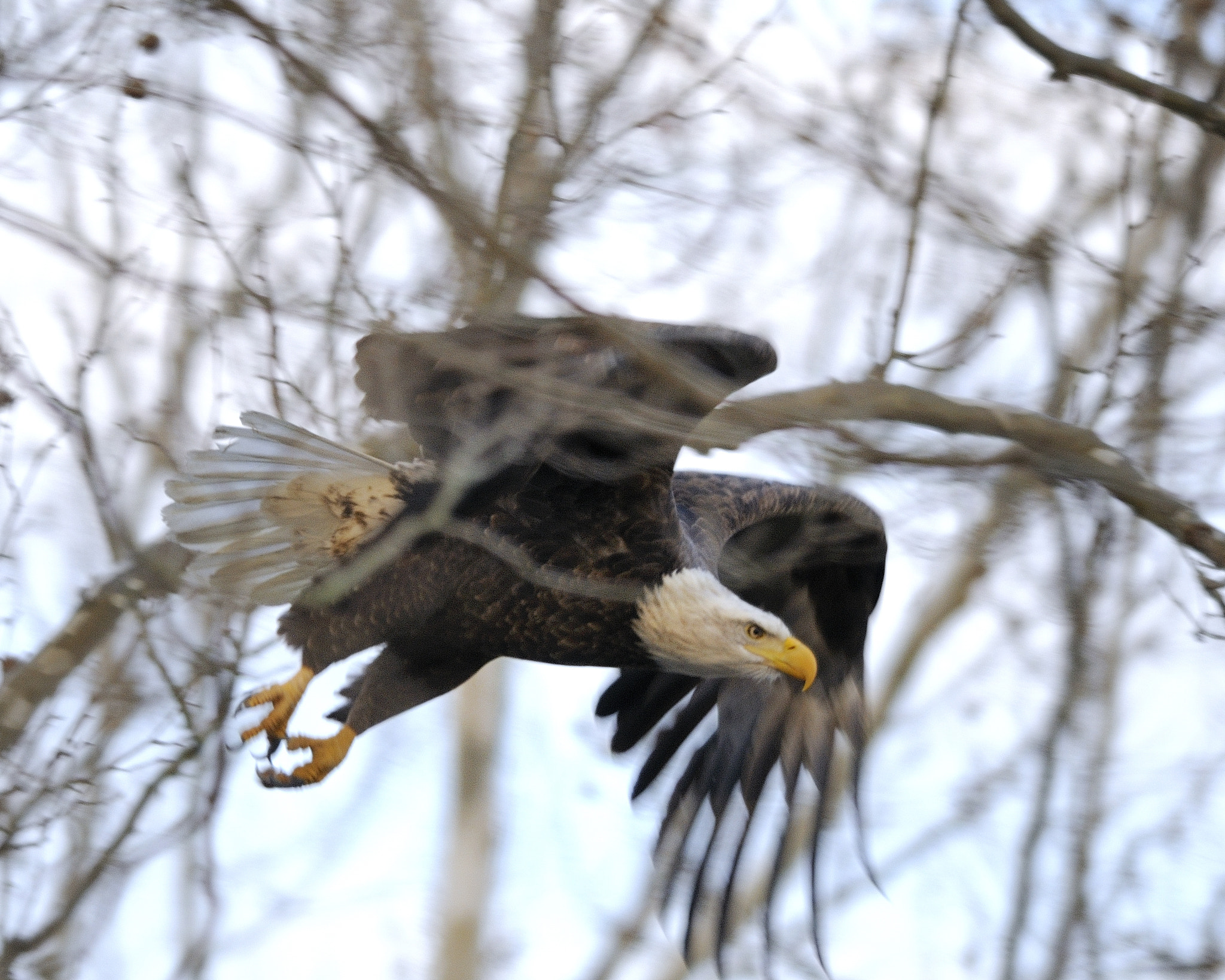 AF-S Nikkor 400mm f/2.8D IF-ED sample photo. Take flight photography