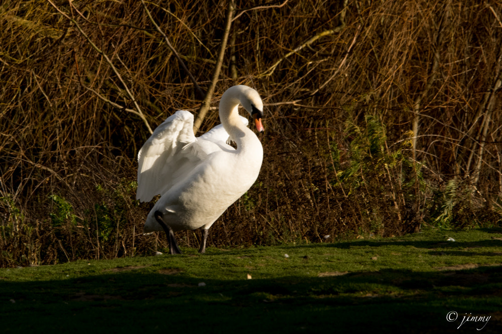 Pentax K-3 + Sigma 150-500mm F5-6.3 DG OS HSM sample photo. Cygne blanc photography