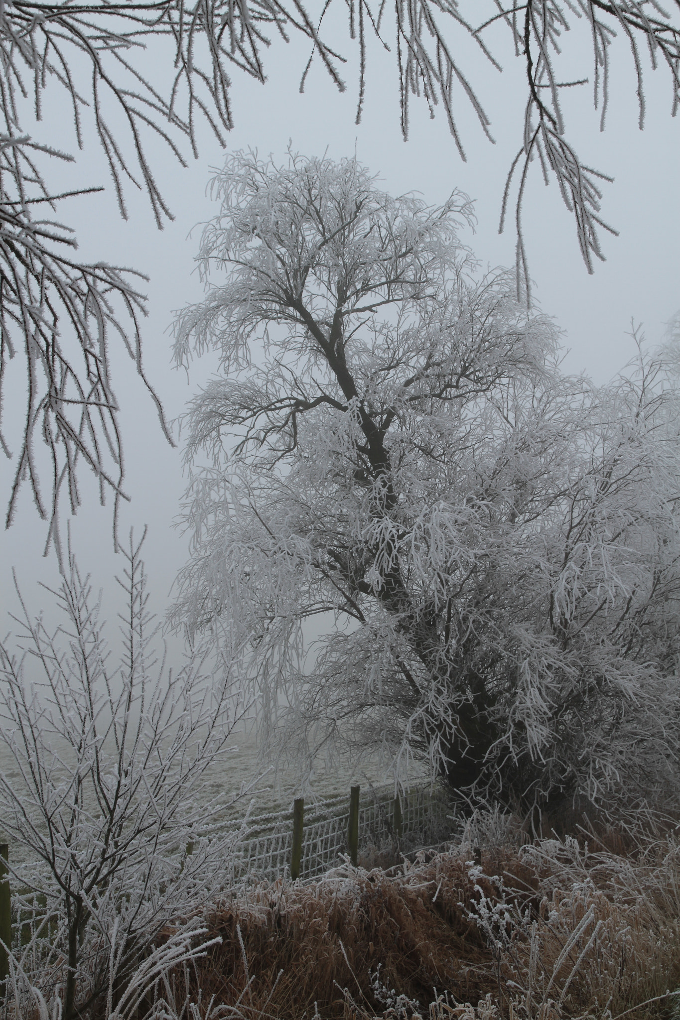 Canon EOS 7D + Canon EF-S 15-85mm F3.5-5.6 IS USM sample photo. Hoar frost, inskip uk photography