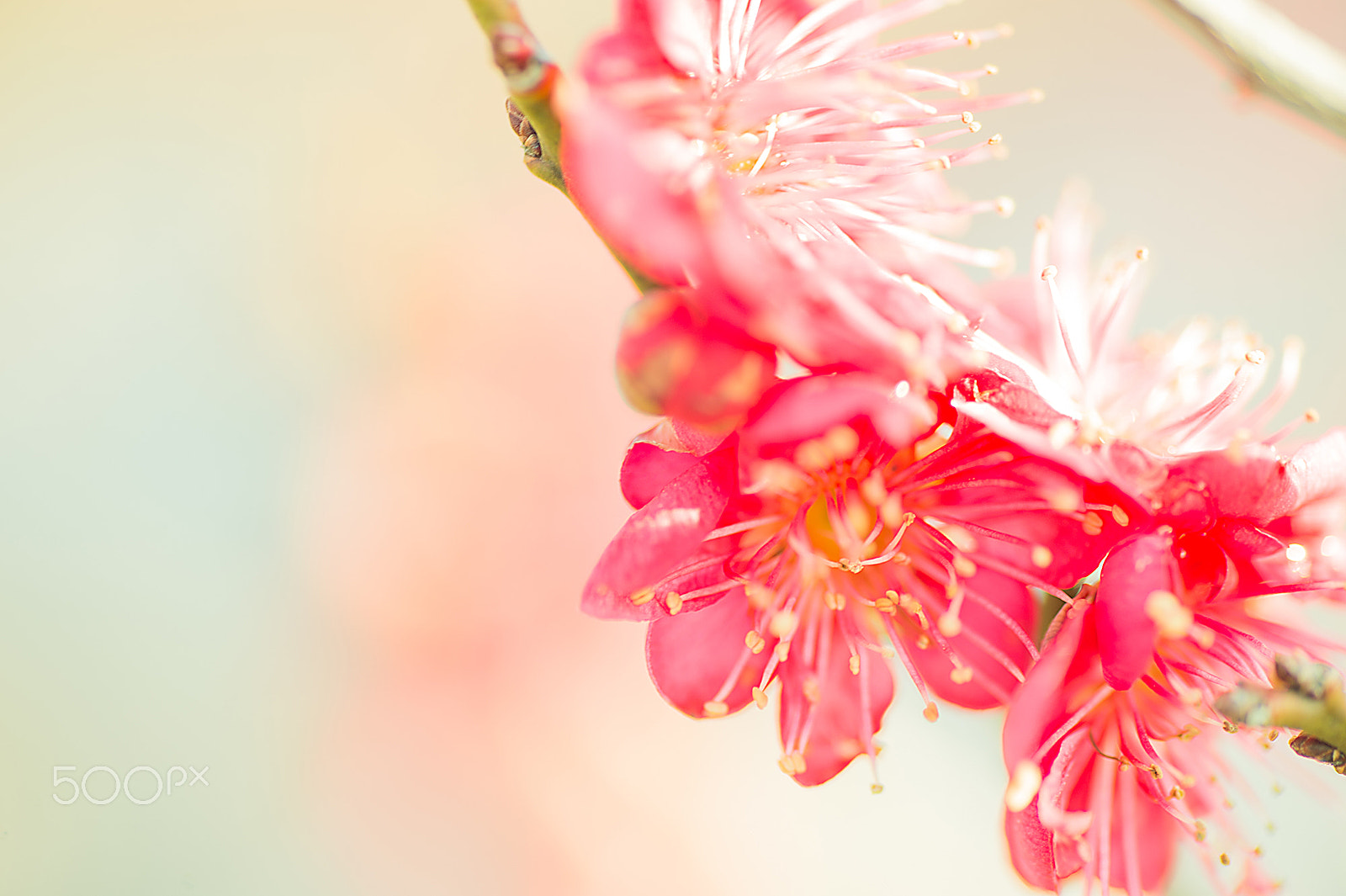 Nikon Df sample photo. The spring is coming photography