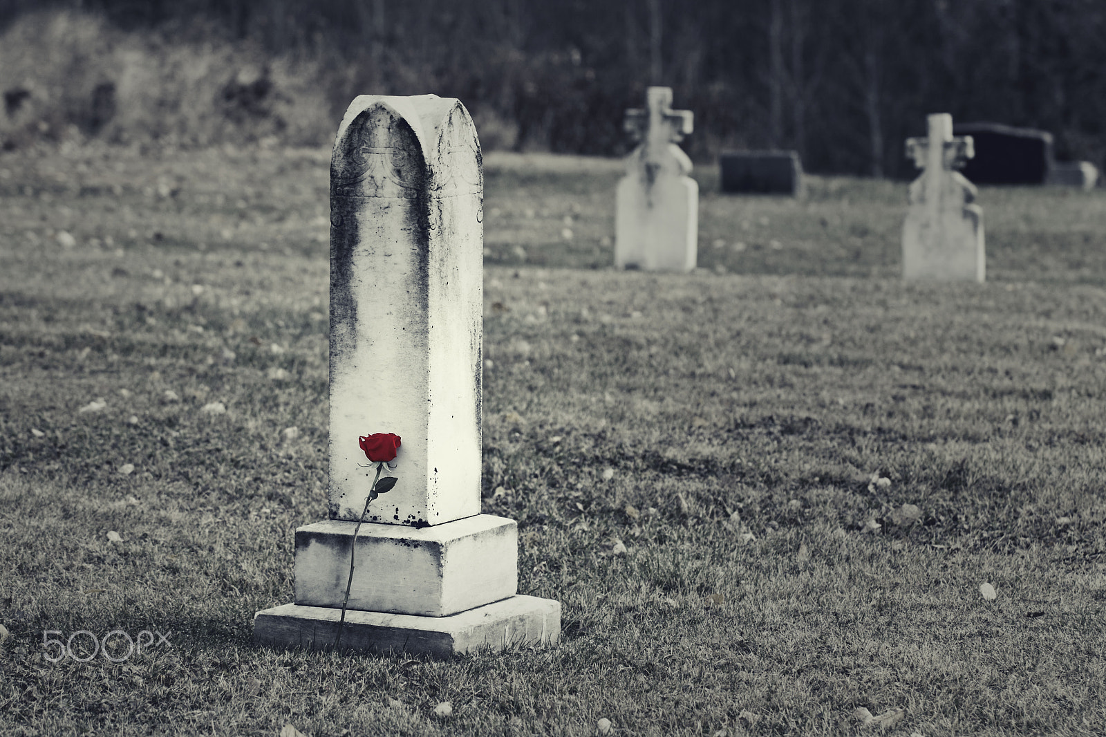Canon EOS 450D (EOS Rebel XSi / EOS Kiss X2) sample photo. Rose left at grave photography