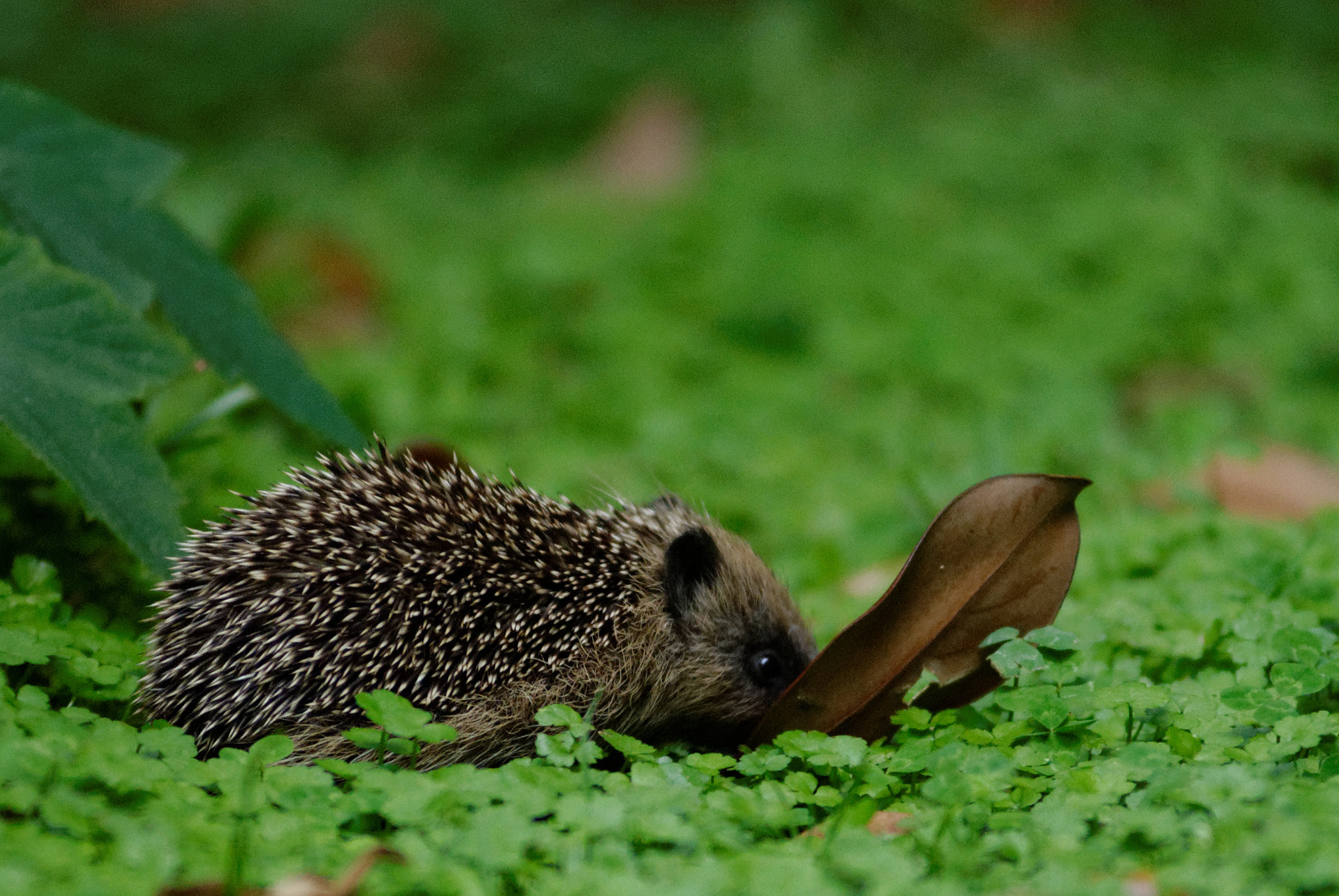 Nikon AF-Nikkor 80-200mm F2.8D ED sample photo. Hedge jr photography