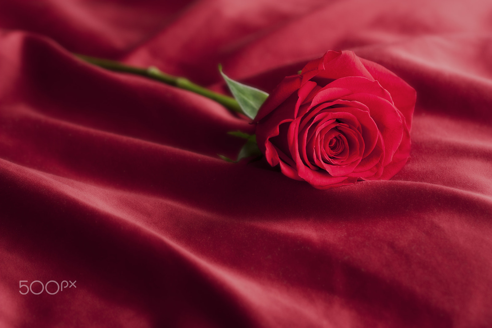 Canon EOS 450D (EOS Rebel XSi / EOS Kiss X2) sample photo. Rose passion photography